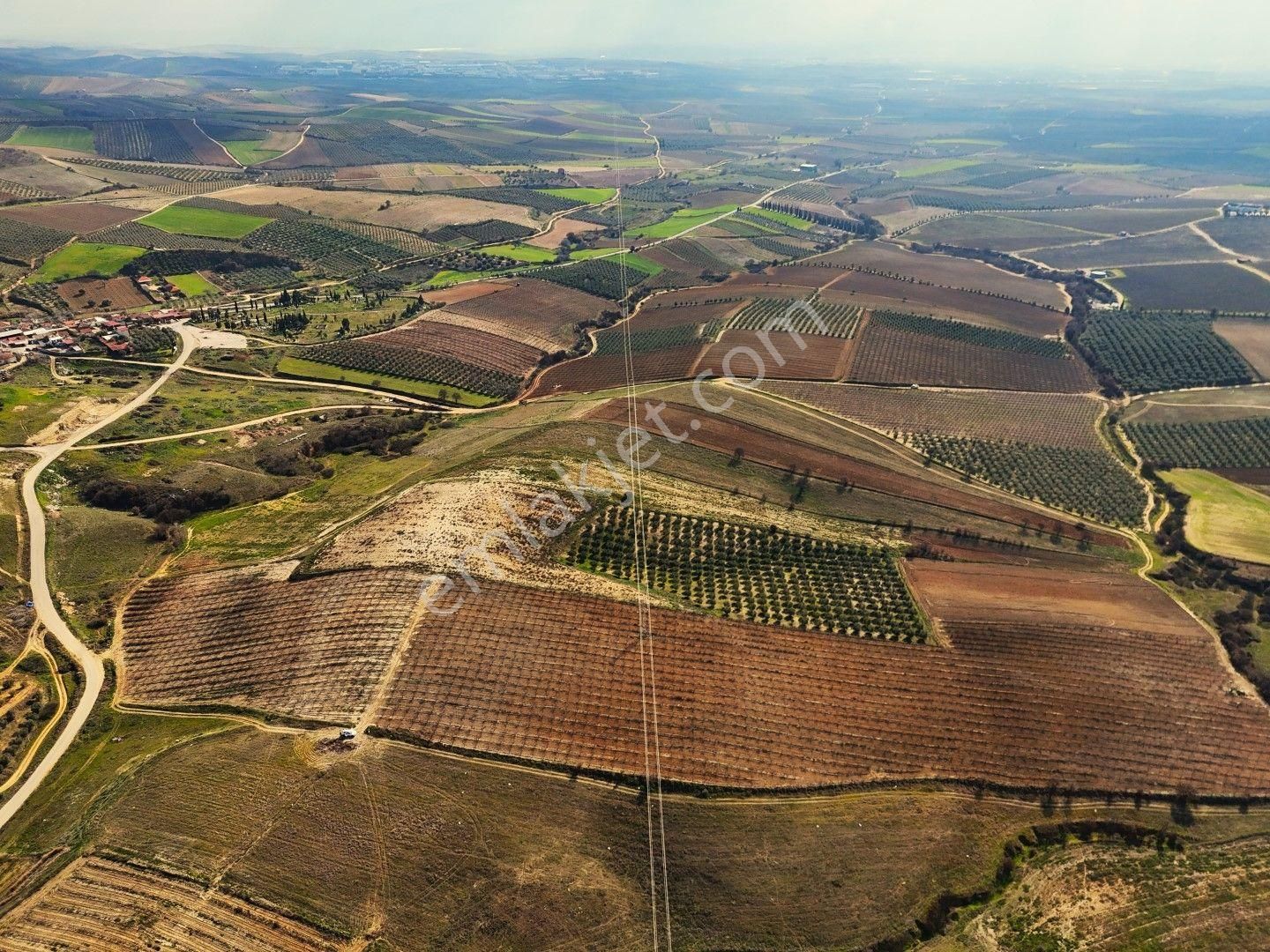 Salihli Akviran'da Satılık 31500 M2 Zeytinlik Ve Boş Tarla Video - Görsel 21