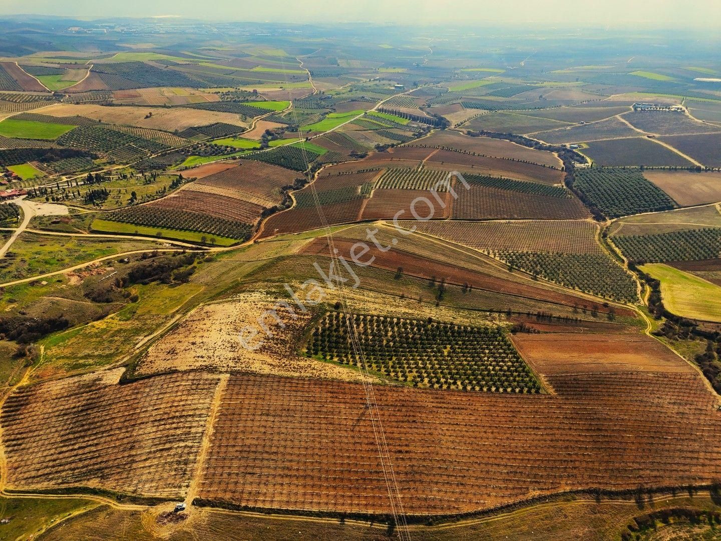 Salihli Akviran'da Satılık 31500 M2 Zeytinlik Ve Boş Tarla Video - Görsel 2
