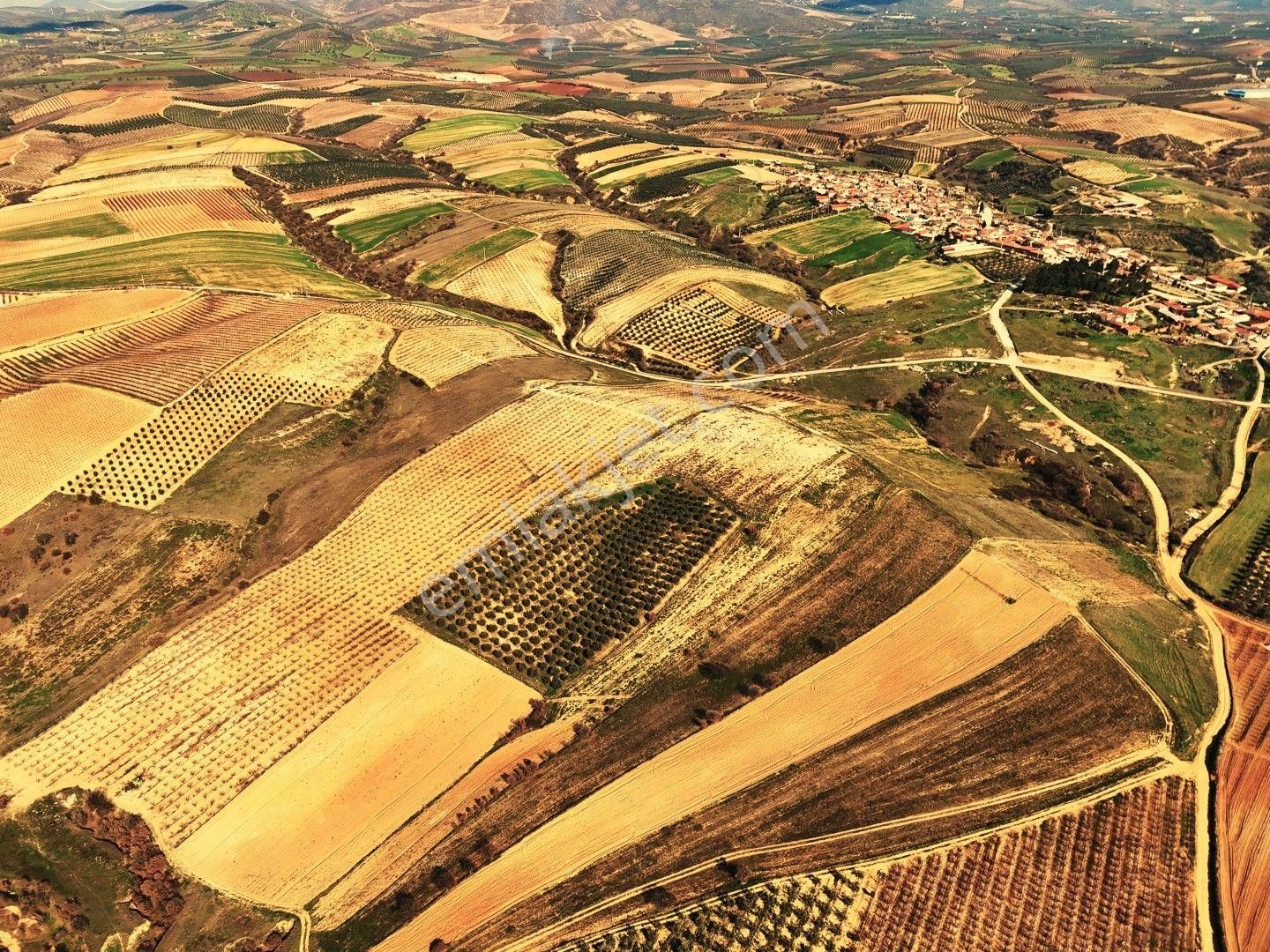 Salihli Akviran'da Satılık 31500 M2 Zeytinlik Ve Boş Tarla Video - Görsel 12
