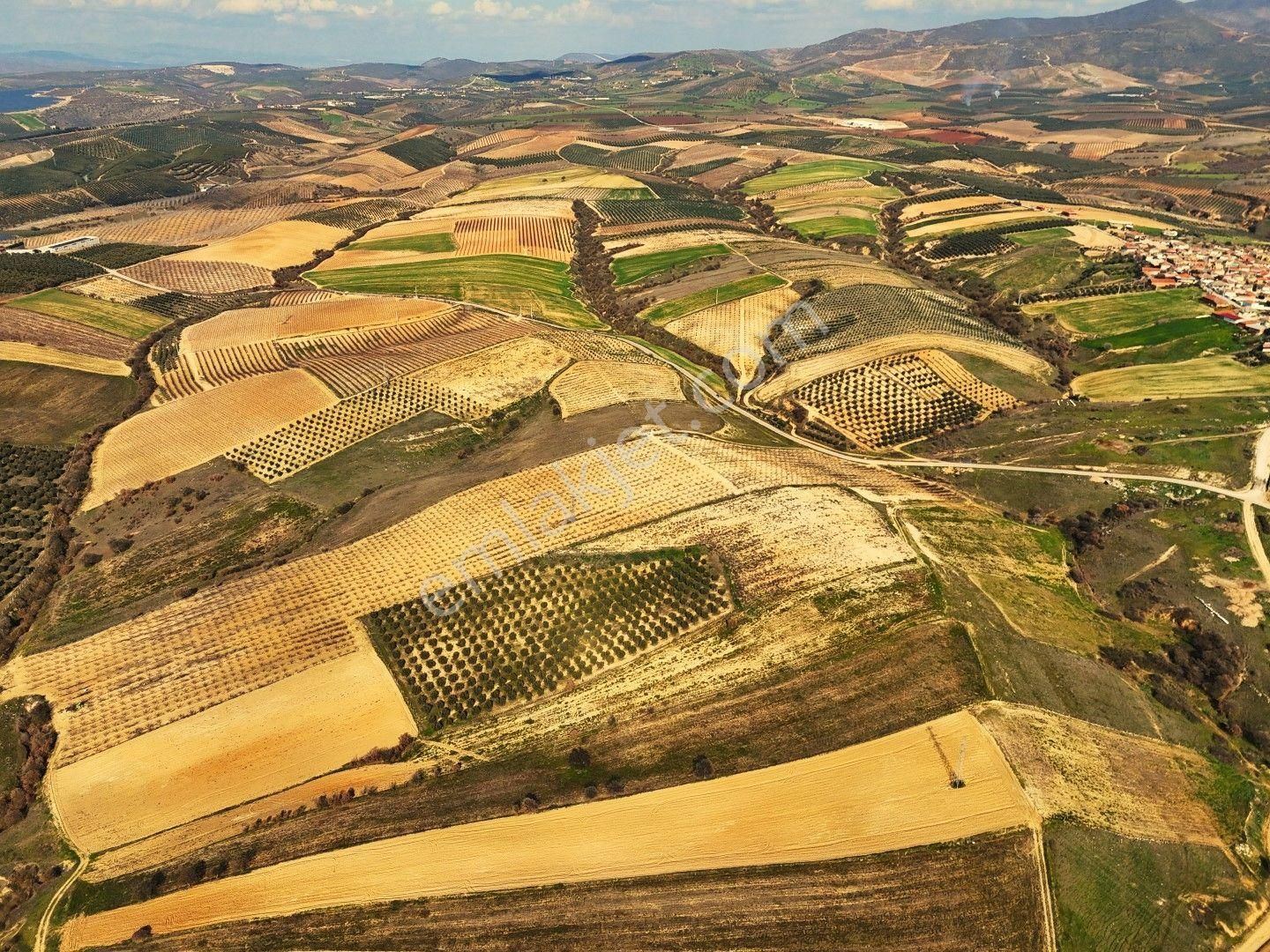 Salihli Akviran'da Satılık 31500 M2 Zeytinlik Ve Boş Tarla Video - Görsel 13