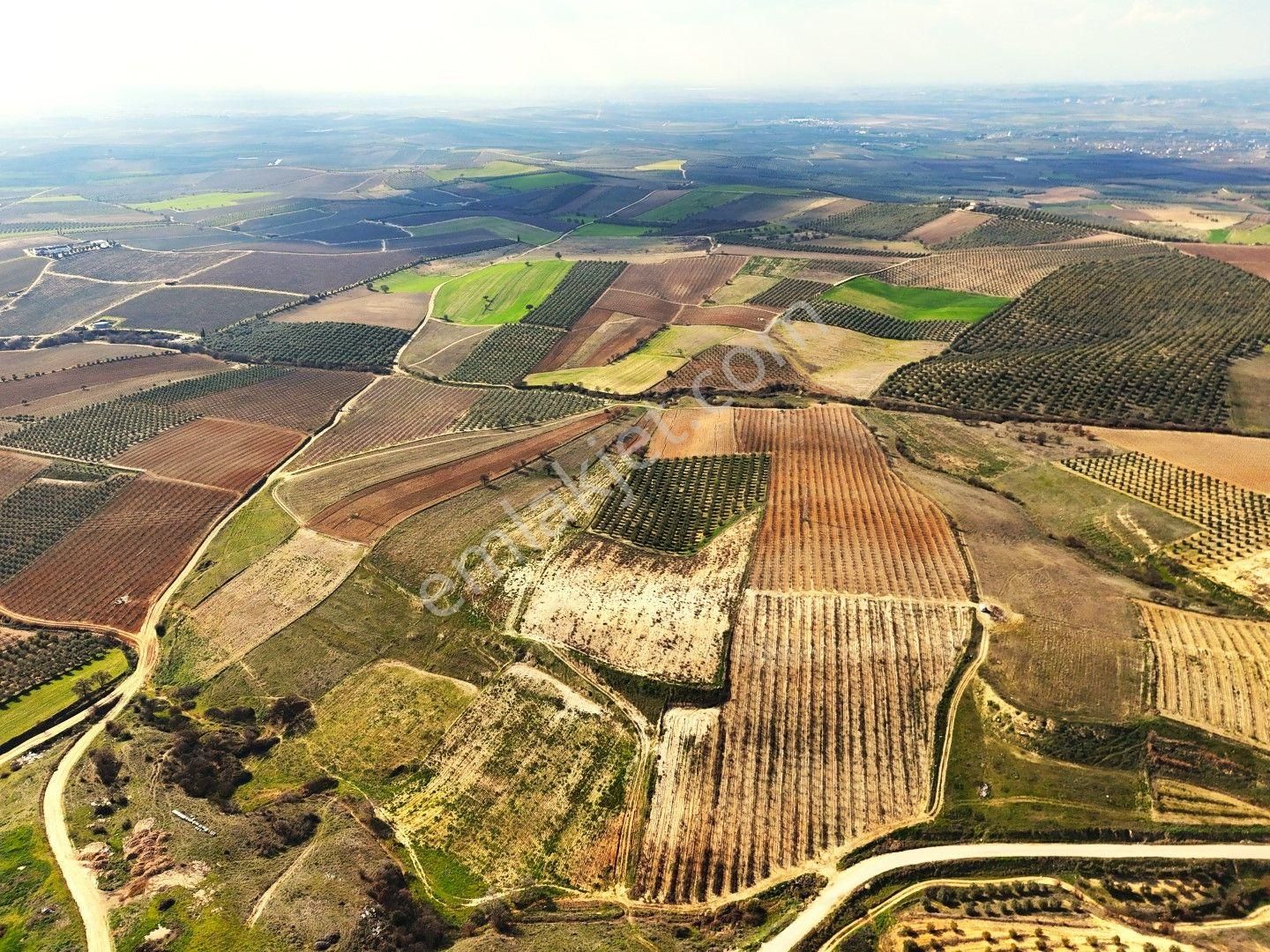 Salihli Akviran'da Satılık 31500 M2 Zeytinlik Ve Boş Tarla Video - Görsel 19
