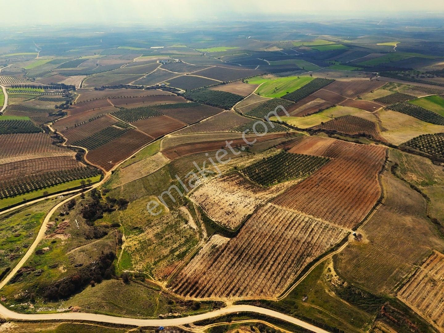 Salihli Akviran'da Satılık 31500 M2 Zeytinlik Ve Boş Tarla Video - Görsel 20