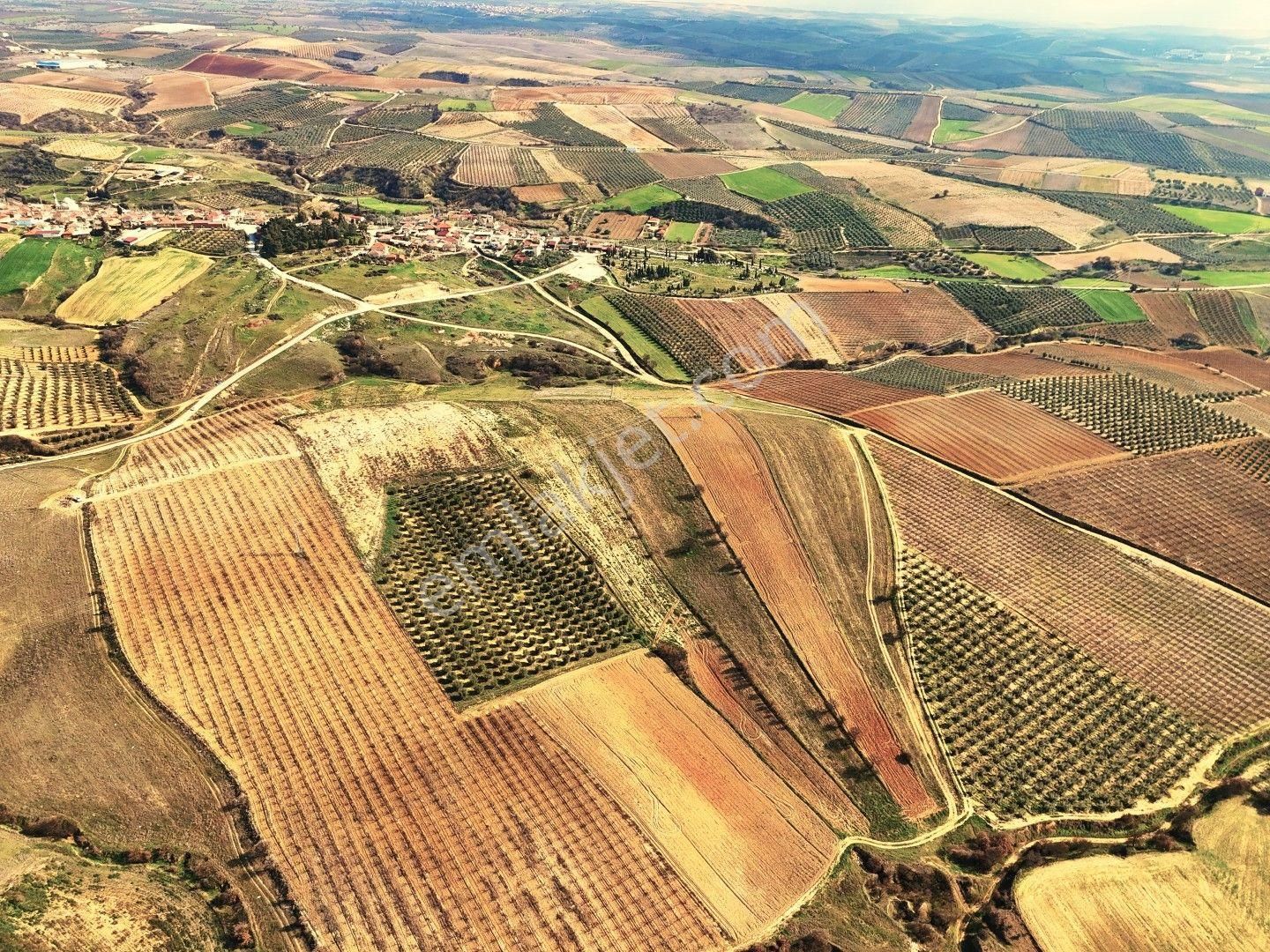Salihli Akviran'da Satılık 31500 M2 Zeytinlik Ve Boş Tarla Video - Görsel 8