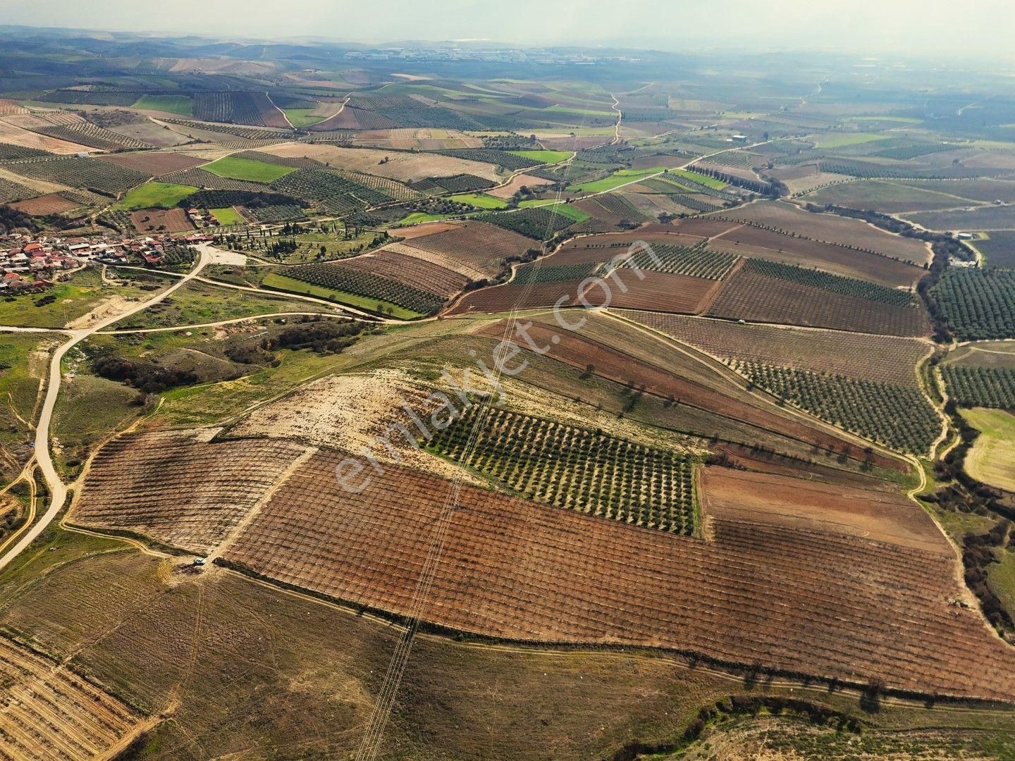 Salihli Akviran'da Satılık 31500 M2 Zeytinlik Ve Boş Tarla Video - Görsel 22
