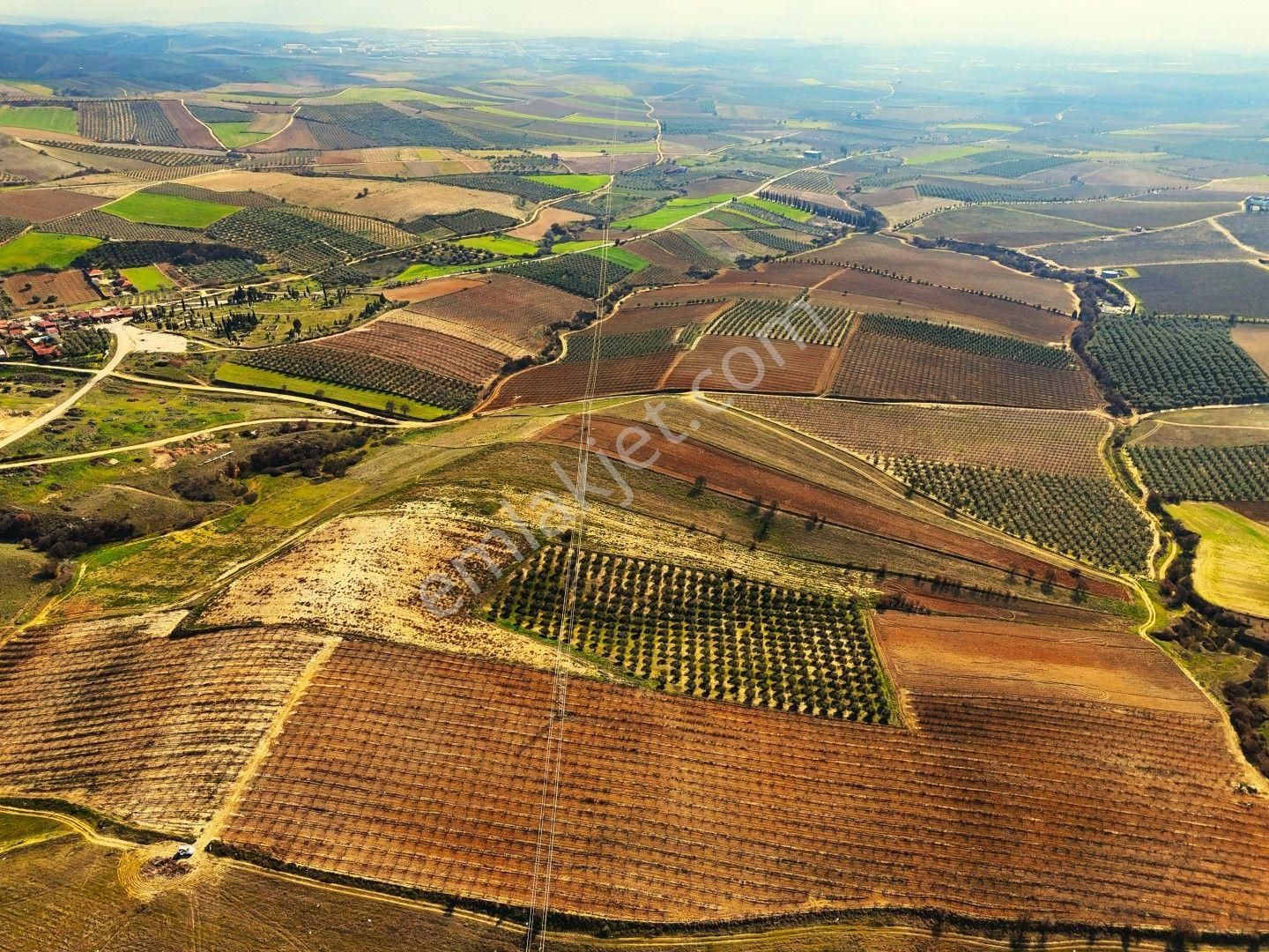 Salihli Akviran'da Satılık 31500 M2 Zeytinlik Ve Boş Tarla Video - Görsel 3