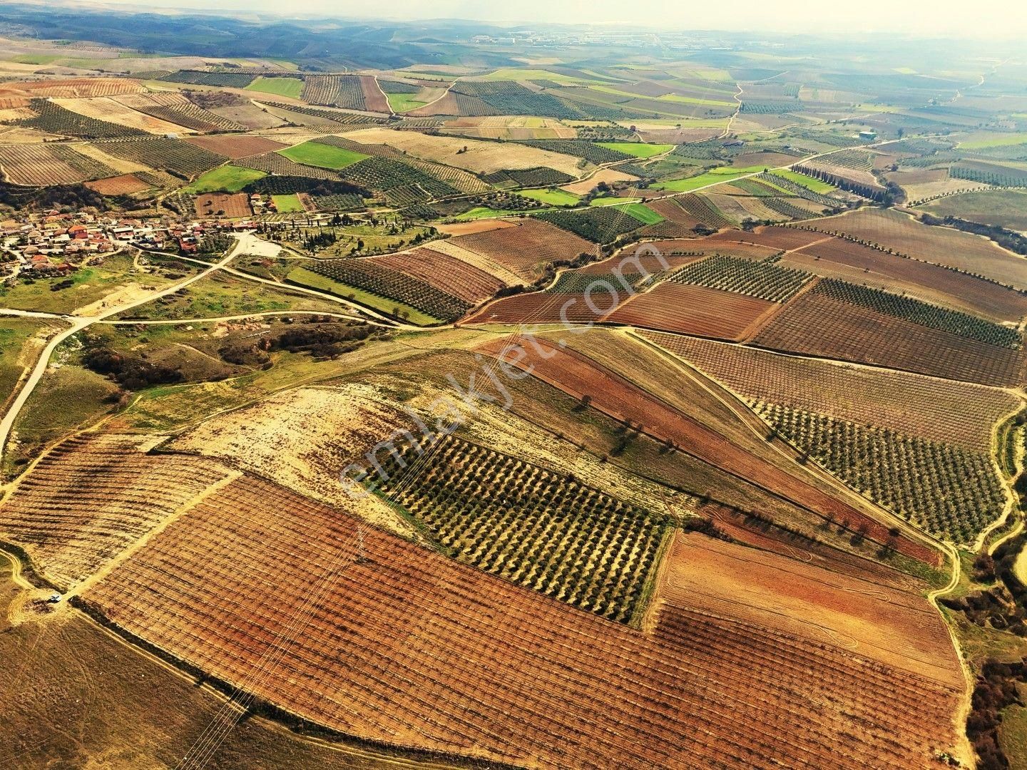 Salihli Akviran'da Satılık 31500 M2 Zeytinlik Ve Boş Tarla Video - Görsel 5