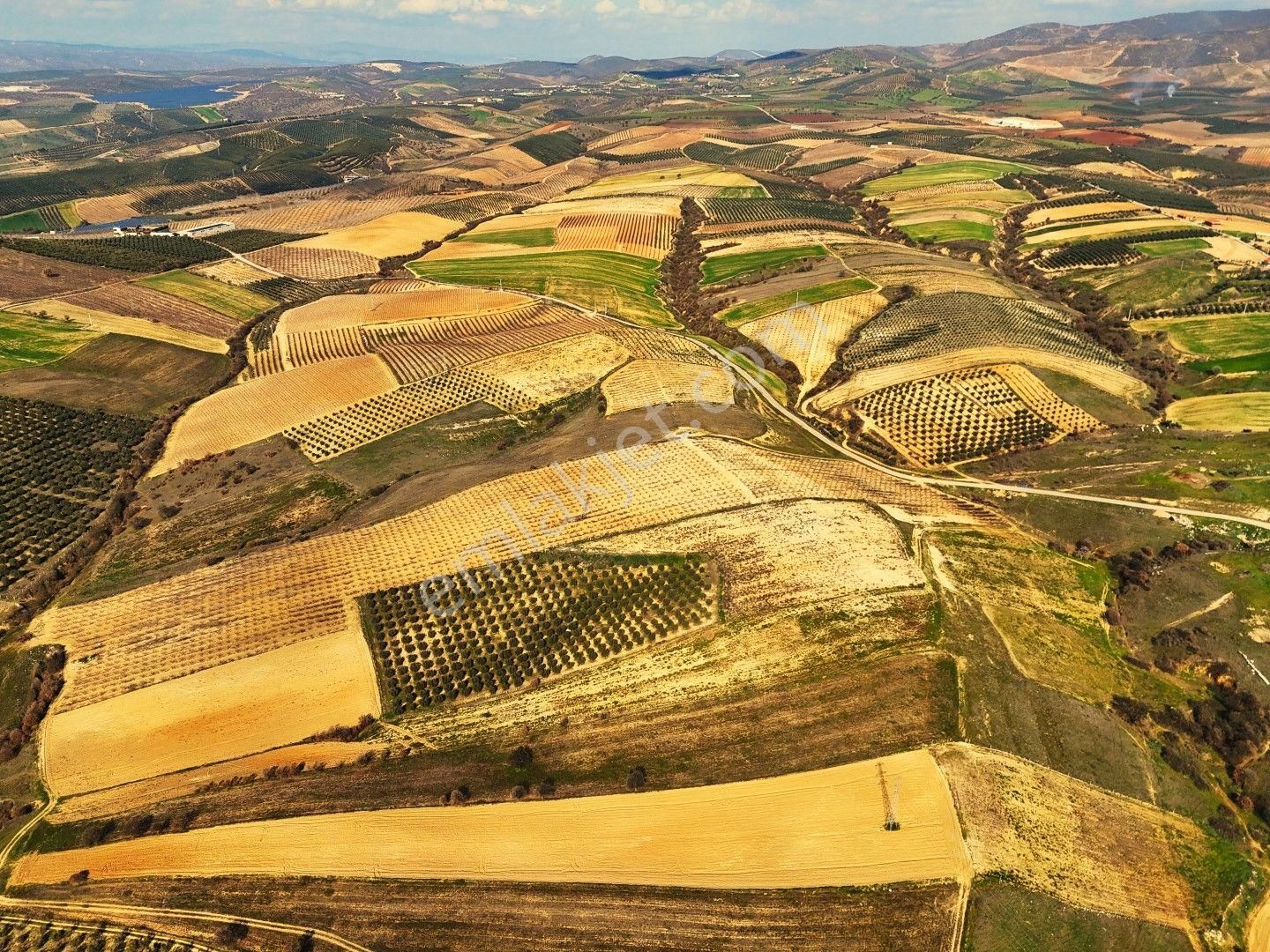 Salihli Akviran'da Satılık 31500 M2 Zeytinlik Ve Boş Tarla Video - Görsel 14