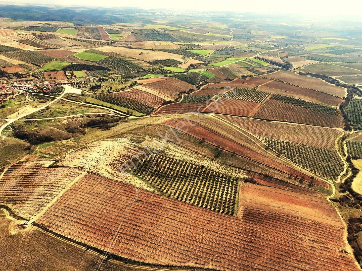 Salihli Akviran'da Satılık 31500 M2 Zeytinlik Ve Boş Tarla Video - Görsel 4
