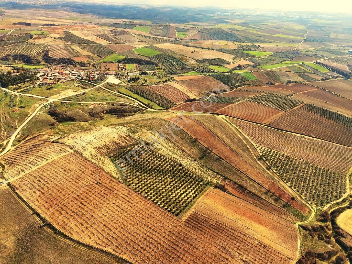 Salihli Akviran'da Satılık 31500 M2 Zeytinlik Ve Boş Tarla Video - Görsel 6