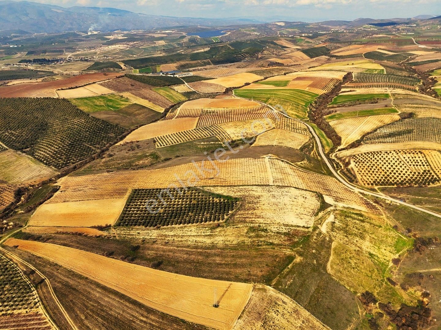 Salihli Akviran'da Satılık 31500 M2 Zeytinlik Ve Boş Tarla Video - Görsel 15