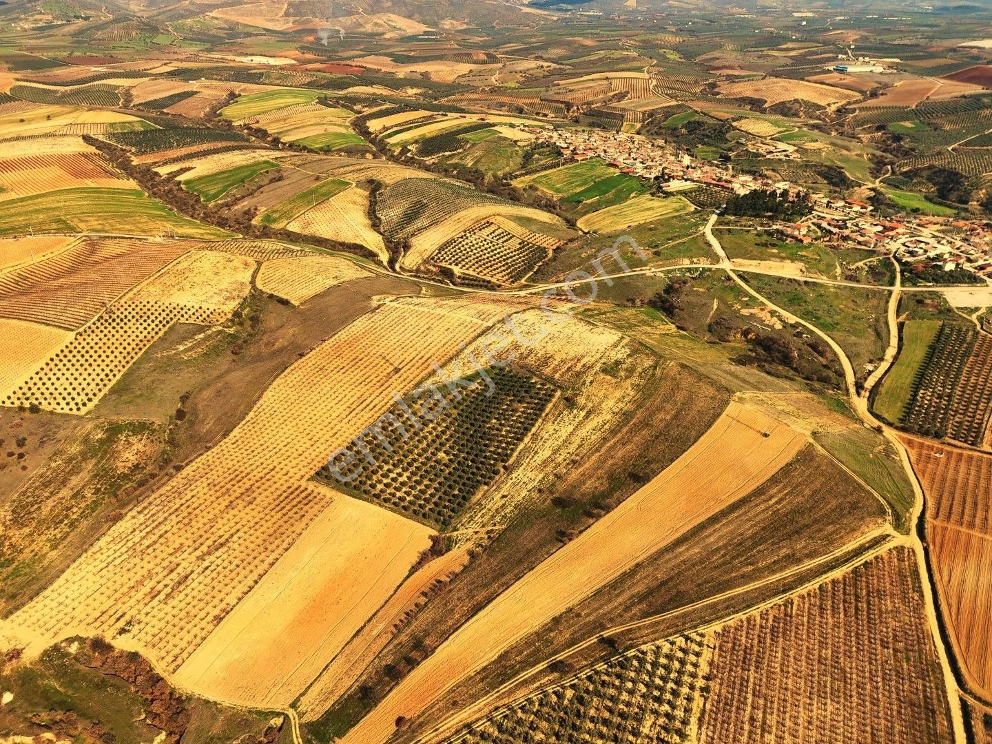 Salihli Akviran'da Satılık 31500 M2 Zeytinlik Ve Boş Tarla Video - Görsel 11