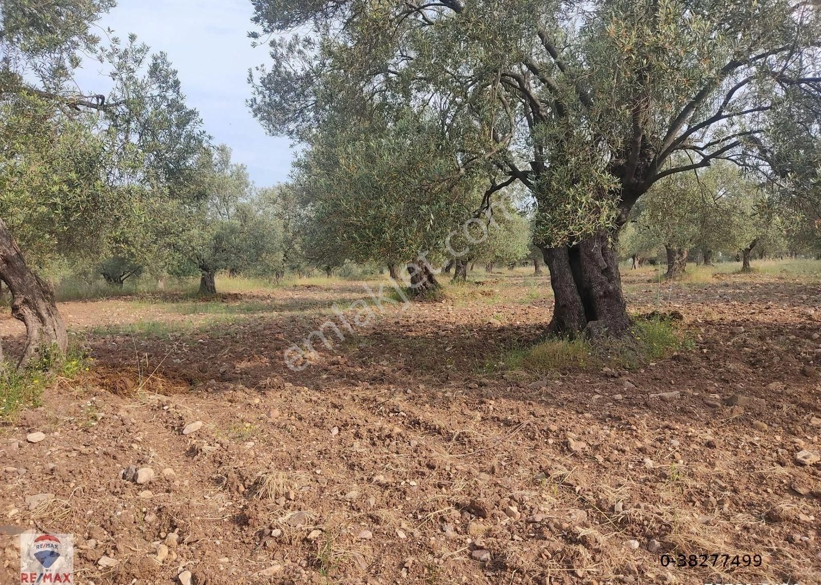 Ayvalık Sahil Kent Satılık Zeytinlik Ayvalık Merkeze Yakın Zeytinlik