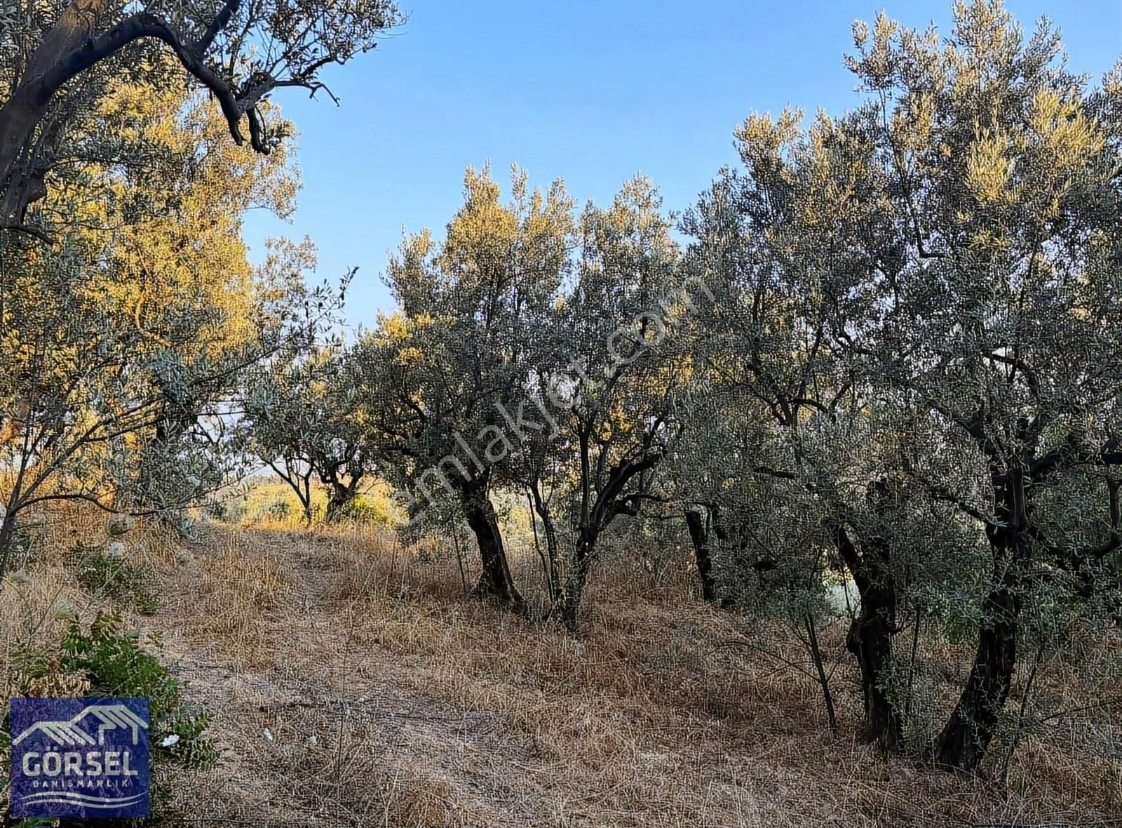 Osmangazi Gündoğdu Satılık Zeytinlik Görsel'den Gündoğdu Ahmetköy Mevki Manzaralı 1828m2 Hobi Bahçesi