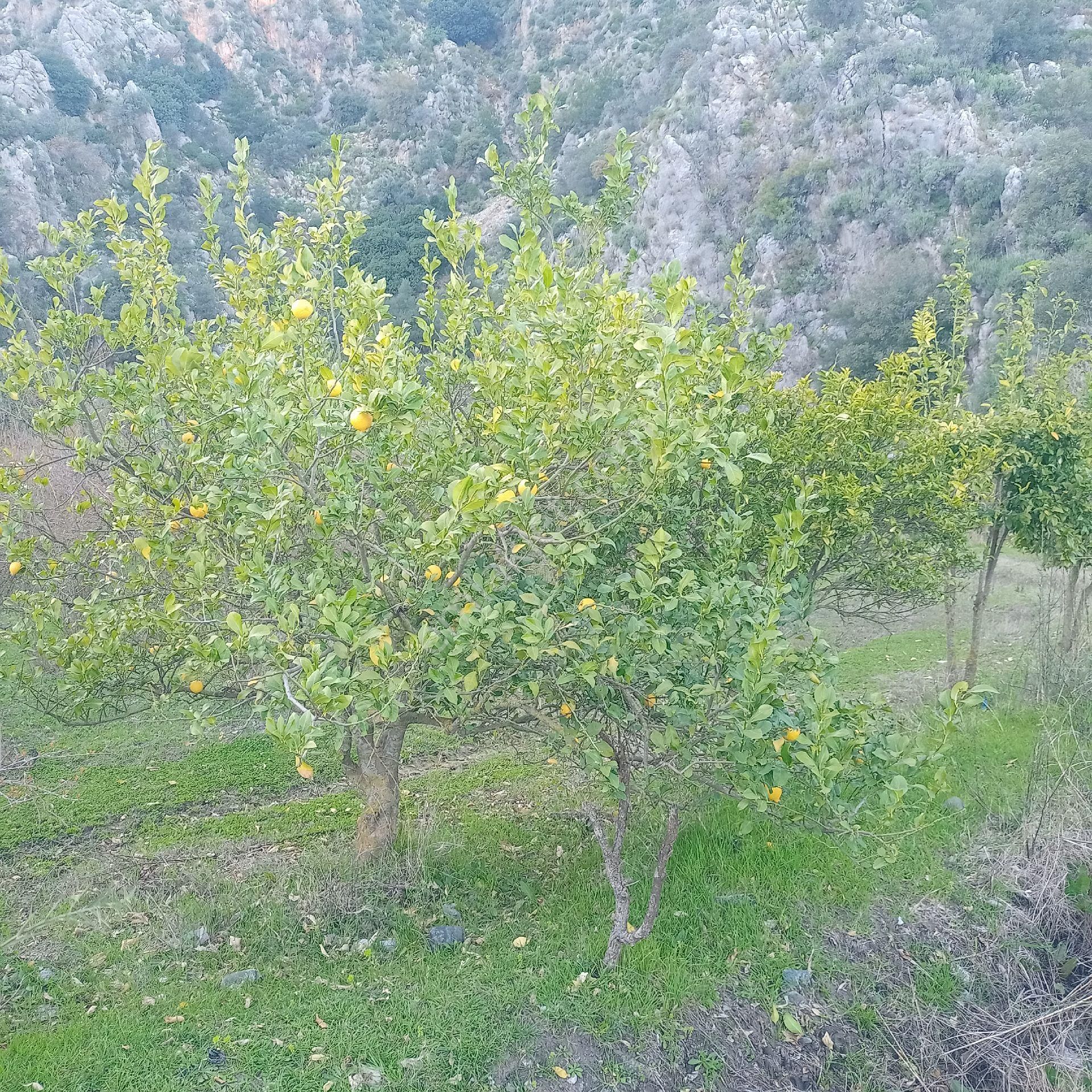 Muğla Ortaca Mergenli Satılık Tarla Müstakil Parsel - Görsel 9