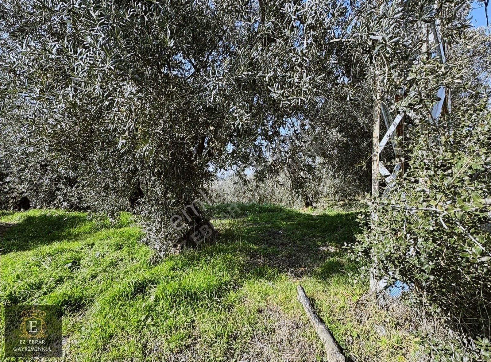 Mudanya Tirilye Satılık Zeytinlik Mudanya Talatbey'de Yatırımlık Arazi