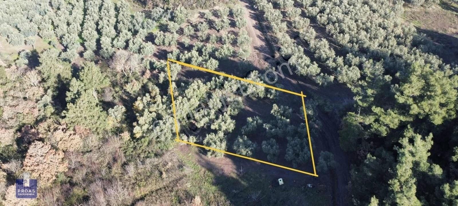 Osmangazi Gündoğdu Satılık Zeytinlik Gündoğdu'da Satılık Tek Tapu 834 M2 Deniz Manzaralı Zeytinlik