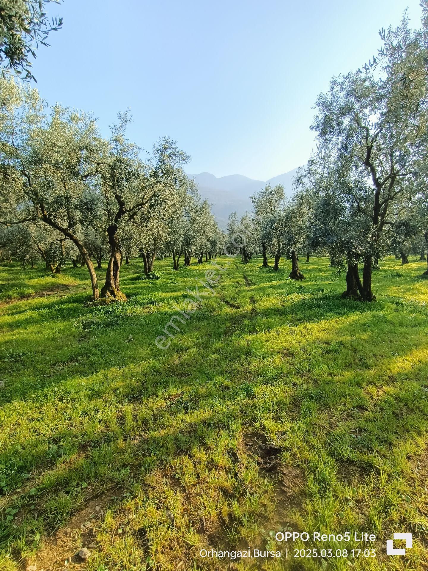 Orhangazi Yenigürle Satılık Zeytinlik Orhangazi Yeni Gürle De 2926m2 Düz 95 Adet Zeytin Köy Merkezine 1km