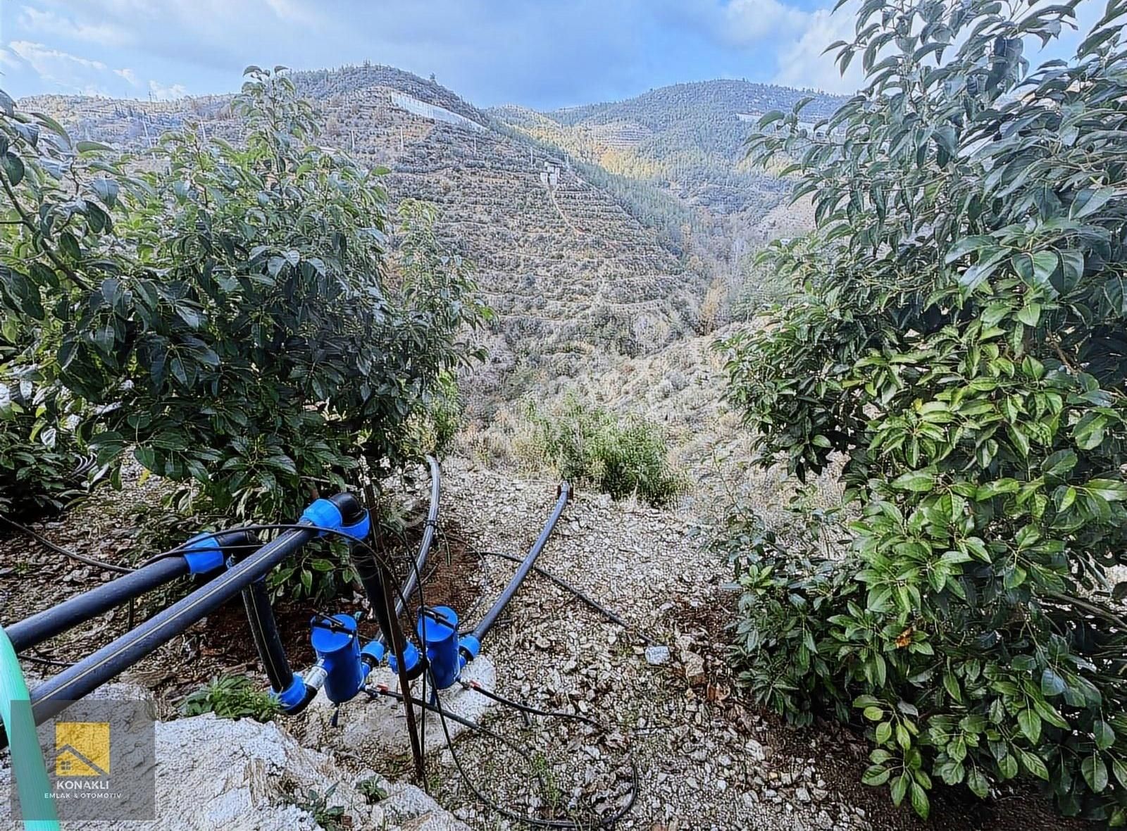 Alanya Güney Satılık Tarla Alanya Güney Mahallesi Satılık Müstakil Ev Ve Avokado Bahçesi