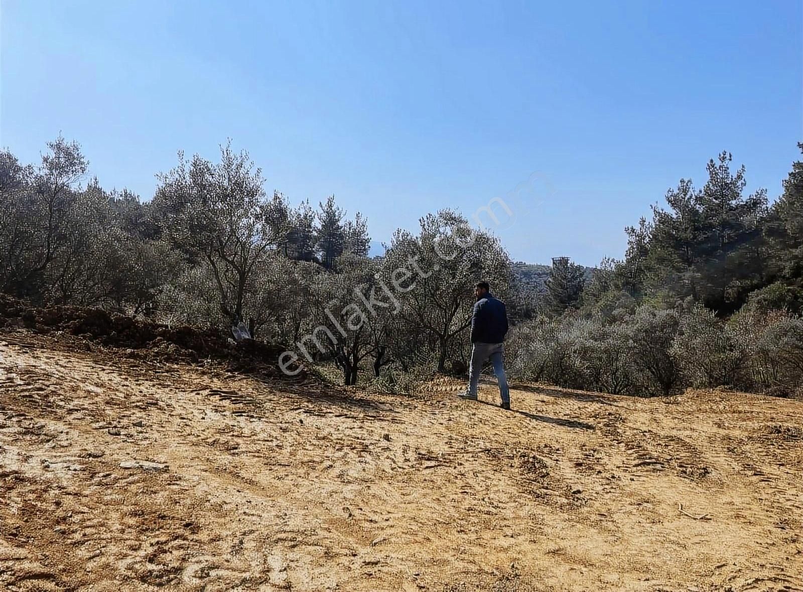 Acil Kemalpaşa Yeşilyurt Köyünde Zeytin Bahçesi - Görsel 5