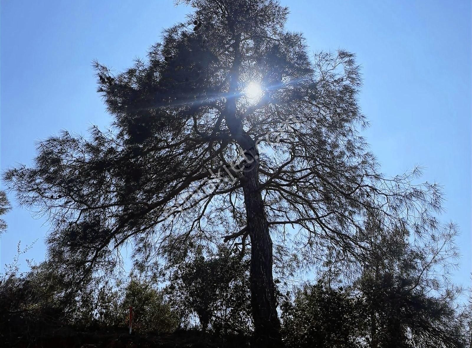 Acil Kemalpaşa Yeşilyurt Köyünde Zeytin Bahçesi - Görsel 13