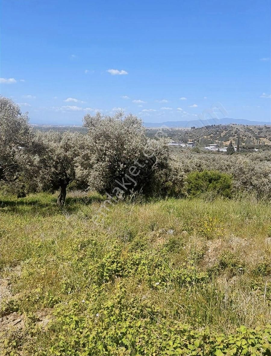 Kemalpaşa Sarılar Köyünde Villa İmarlı Arsa - Görsel 15