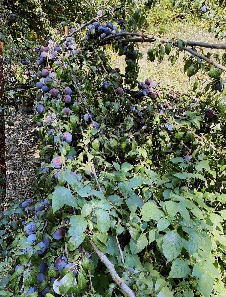 Kemalpaşa Ovacık Köyünde Ceviz Ve Çeşitli Meyve Bahçesi - Görsel 25