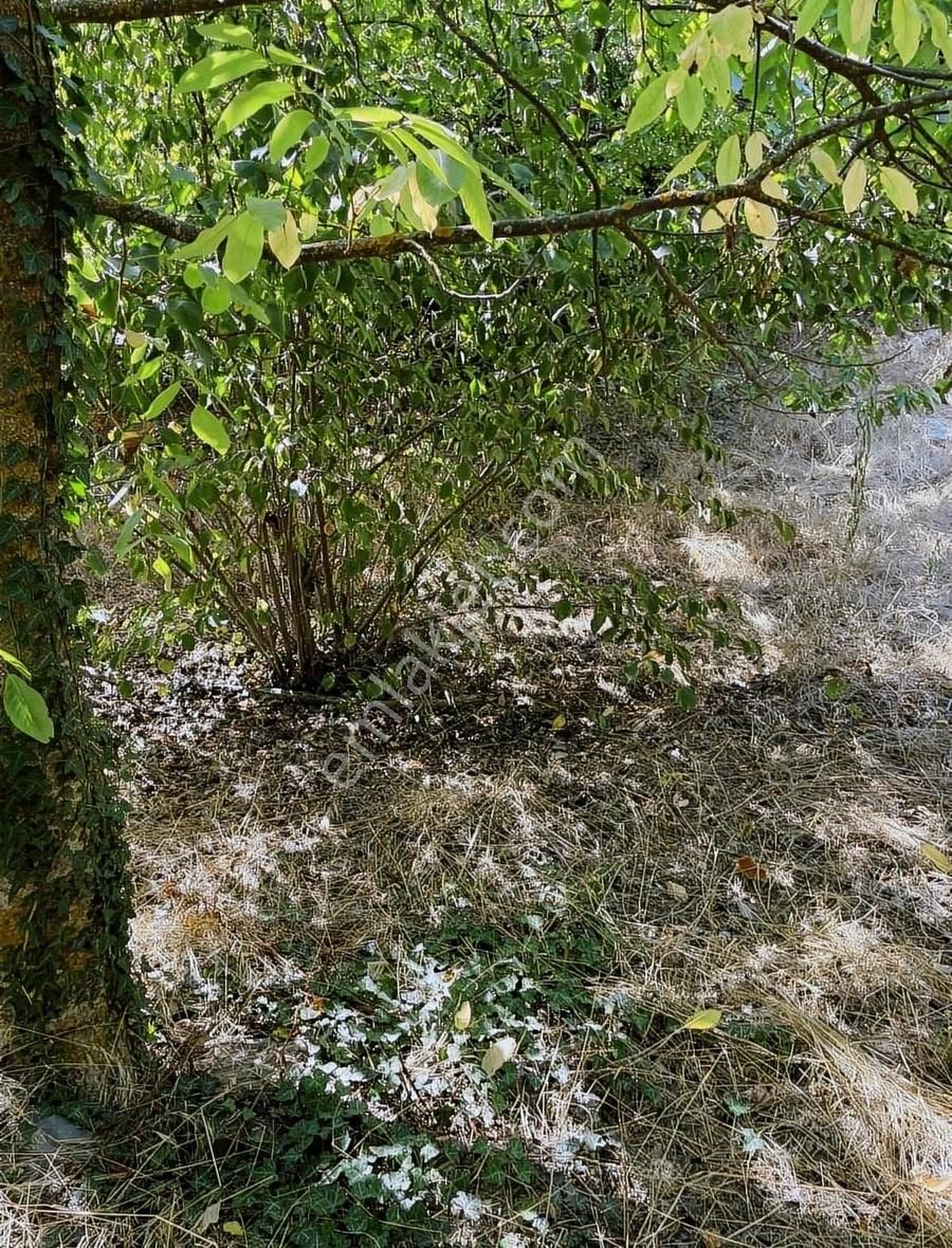 Kemalpaşa Ovacık Köyünde Ceviz Ve Çeşitli Meyve Bahçesi - Görsel 21