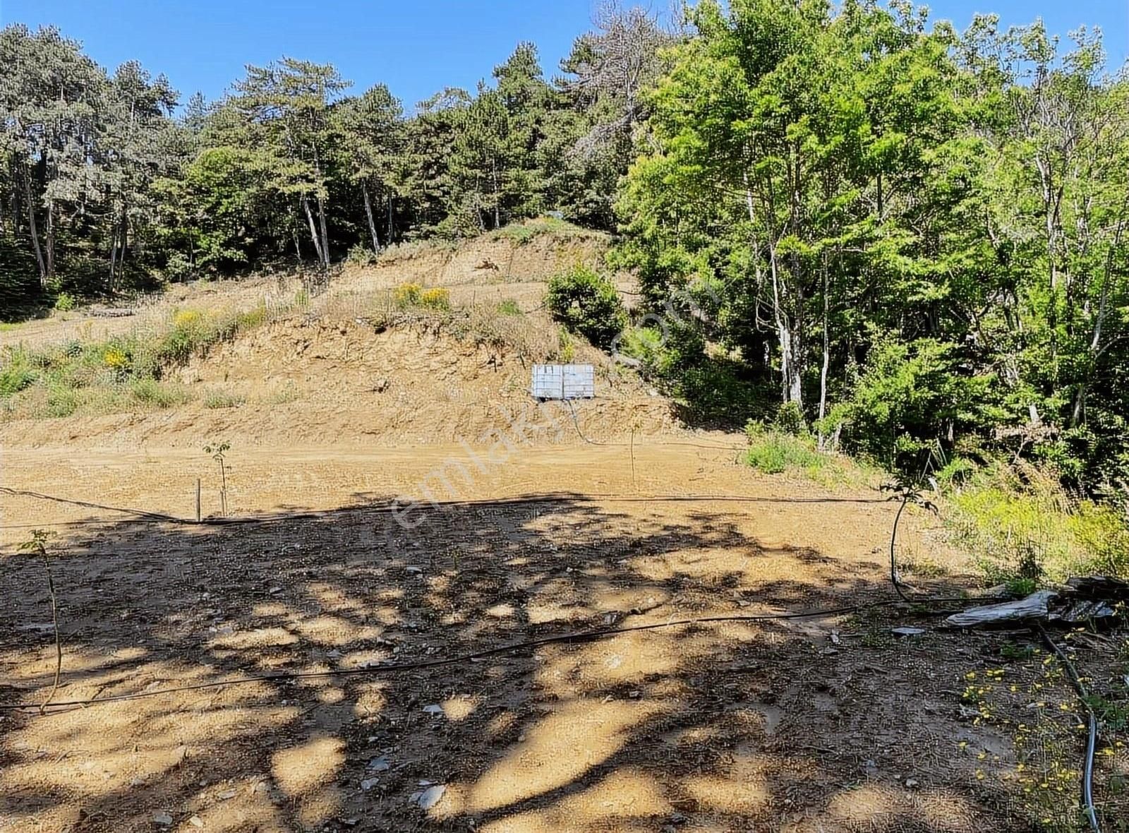 Kemalpaşa Ovacık Köyünde Ceviz Bahçesi - Görsel 22