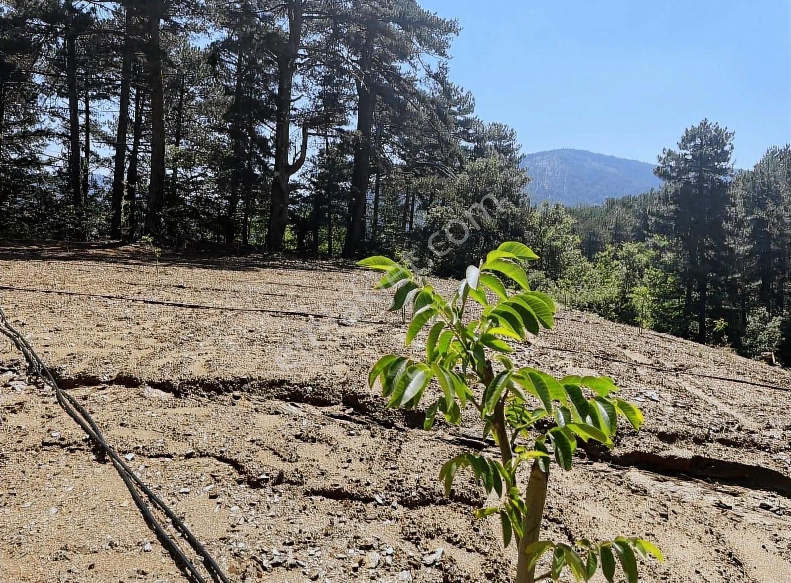 Kemalpaşa Ovacık Köyünde Ceviz Bahçesi - Görsel 16