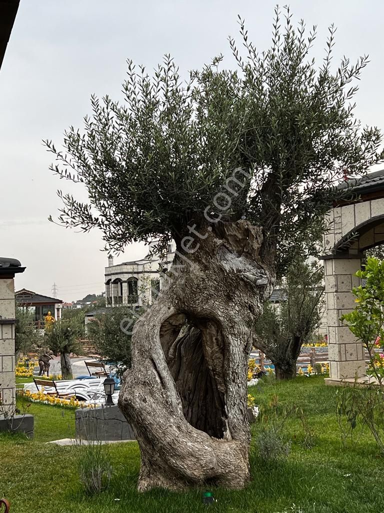 Sabri Pınarbaşı'dan Güre'de Havuzlu Site İçinde Satılık Taş Villa - Görsel 34