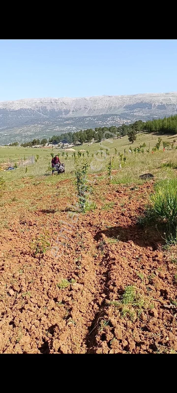 Toroslar Arslanköy Satılık Bağ & Bahçe Arslanköyde Çeşitli Sebzelerin Oldugu Düz Konumda Bahçe