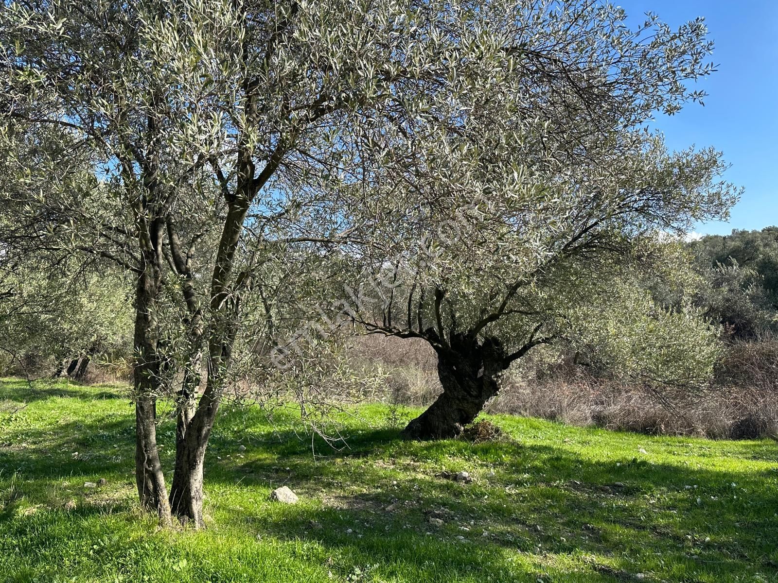 Ayvada'dan Ayvalık Gazi Kemalpaşa 7 Dönüm Bakımlı Zeytinlik - Görsel 3