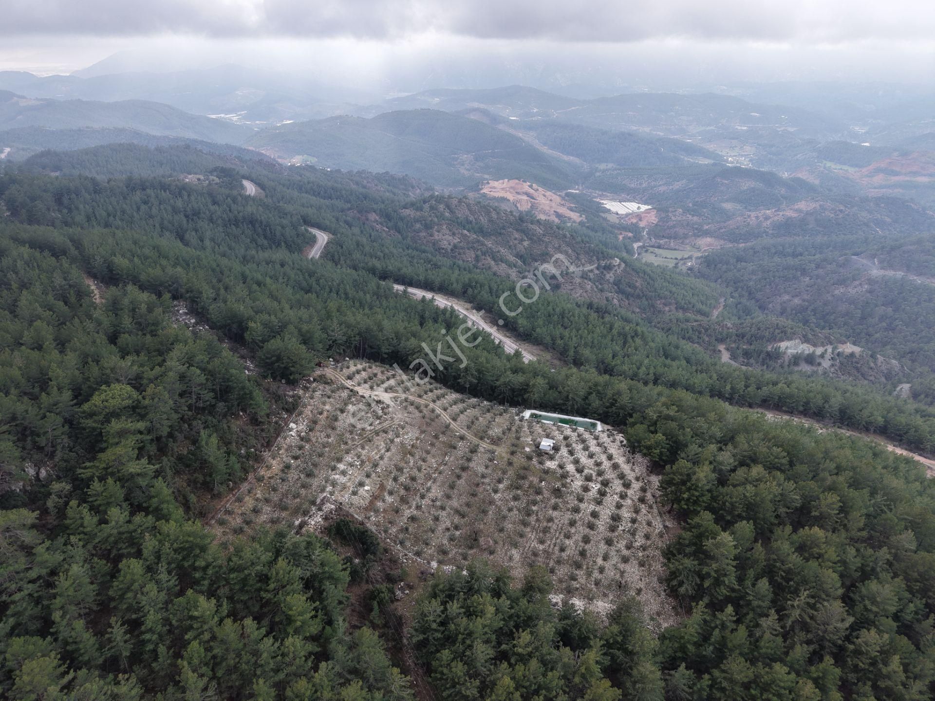 Bmk Emlakdan Antalya Kumluca Güzörende Satılık Zeytin Bahçesi - Görsel 28