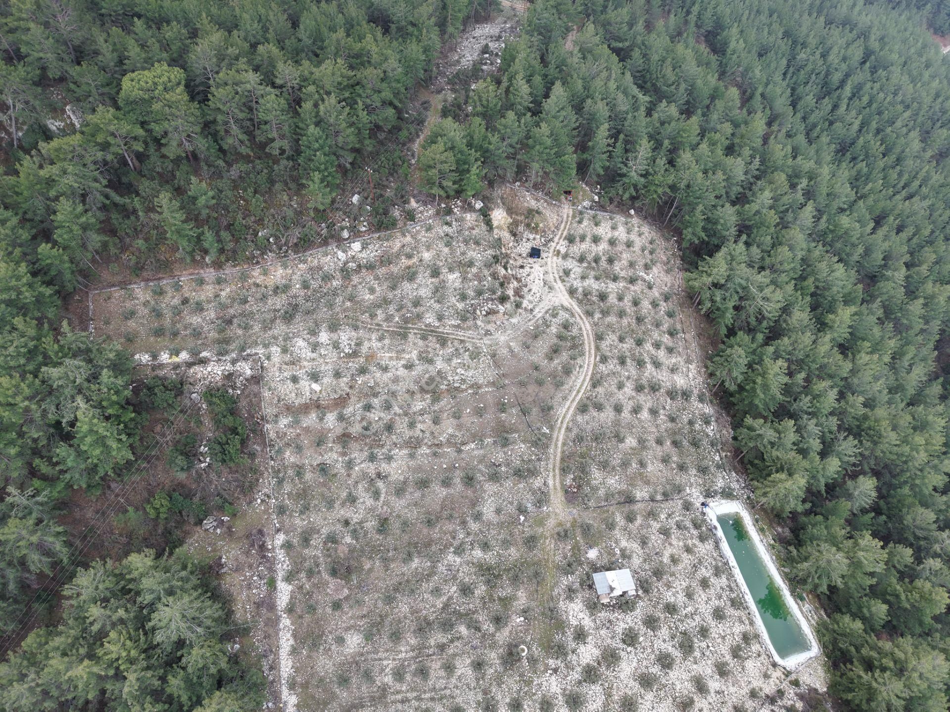 Bmk Emlakdan Antalya Kumluca Güzörende Satılık Zeytin Bahçesi - Görsel 18