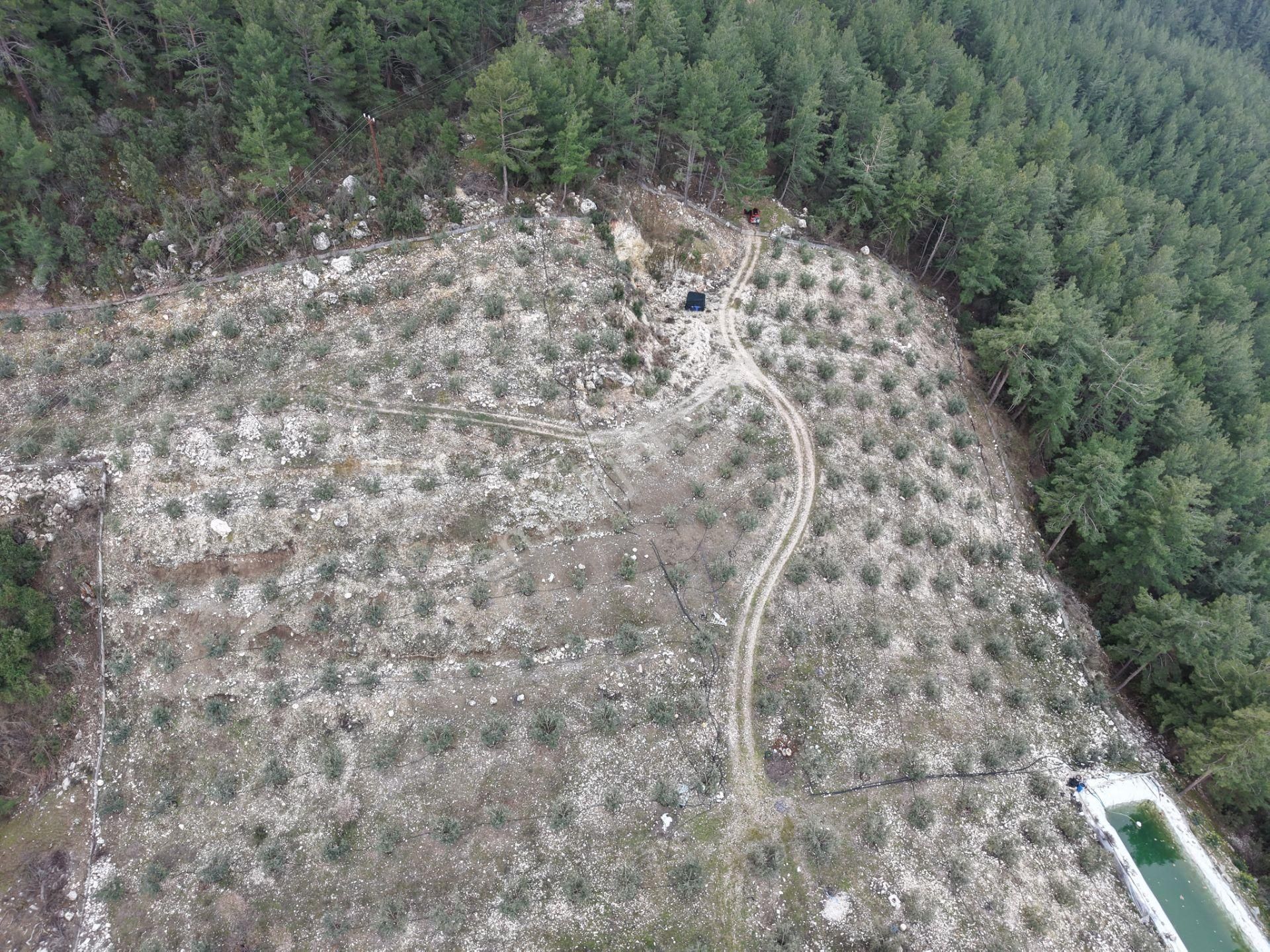 Bmk Emlakdan Antalya Kumluca Güzörende Satılık Zeytin Bahçesi - Görsel 15