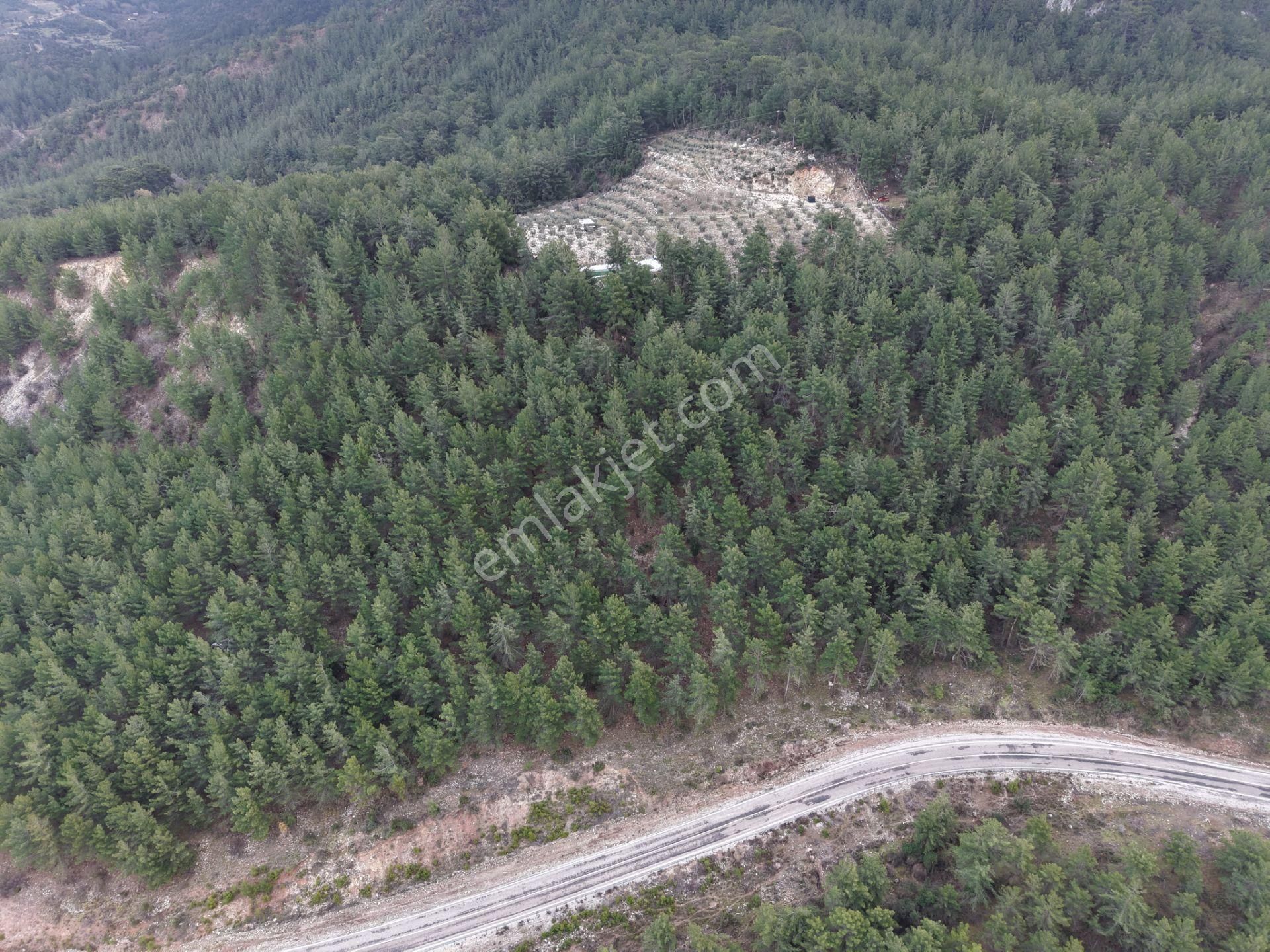 Bmk Emlakdan Antalya Kumluca Güzörende Satılık Zeytin Bahçesi - Görsel 29