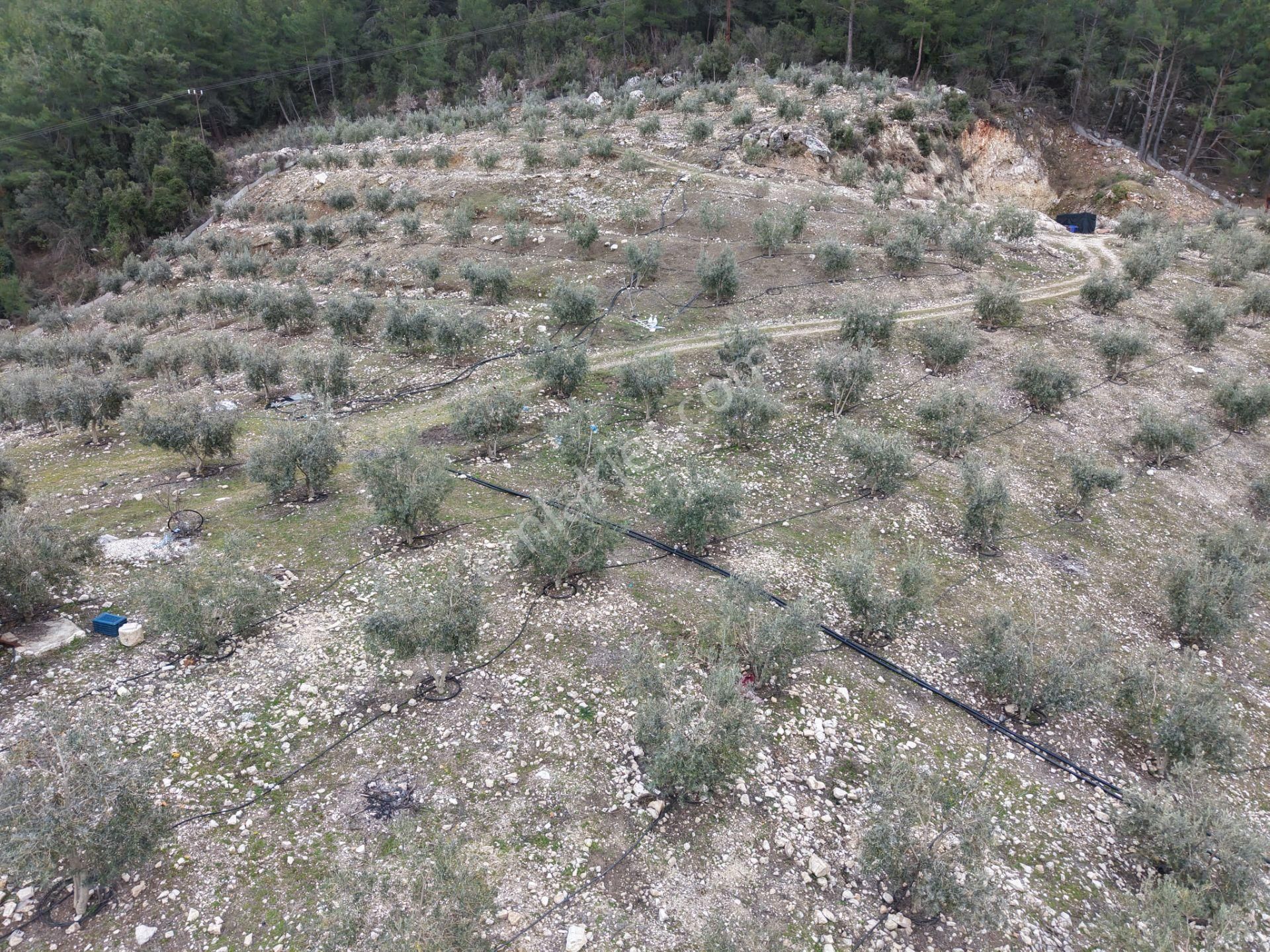 Bmk Emlakdan Antalya Kumluca Güzörende Satılık Zeytin Bahçesi - Görsel 10