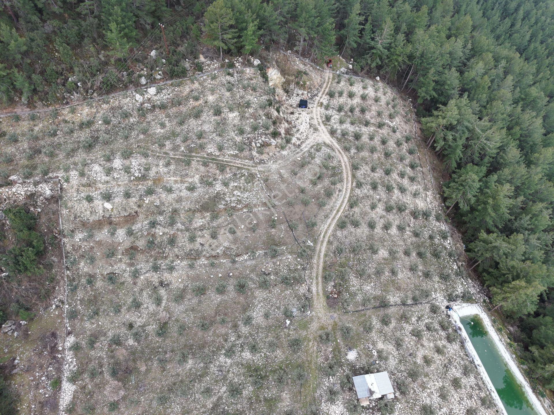 Bmk Emlakdan Antalya Kumluca Güzörende Satılık Zeytin Bahçesi - Görsel 16