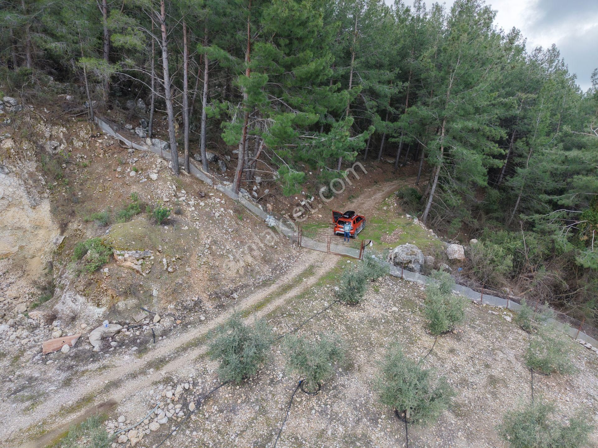Bmk Emlakdan Antalya Kumluca Güzörende Satılık Zeytin Bahçesi - Görsel 12