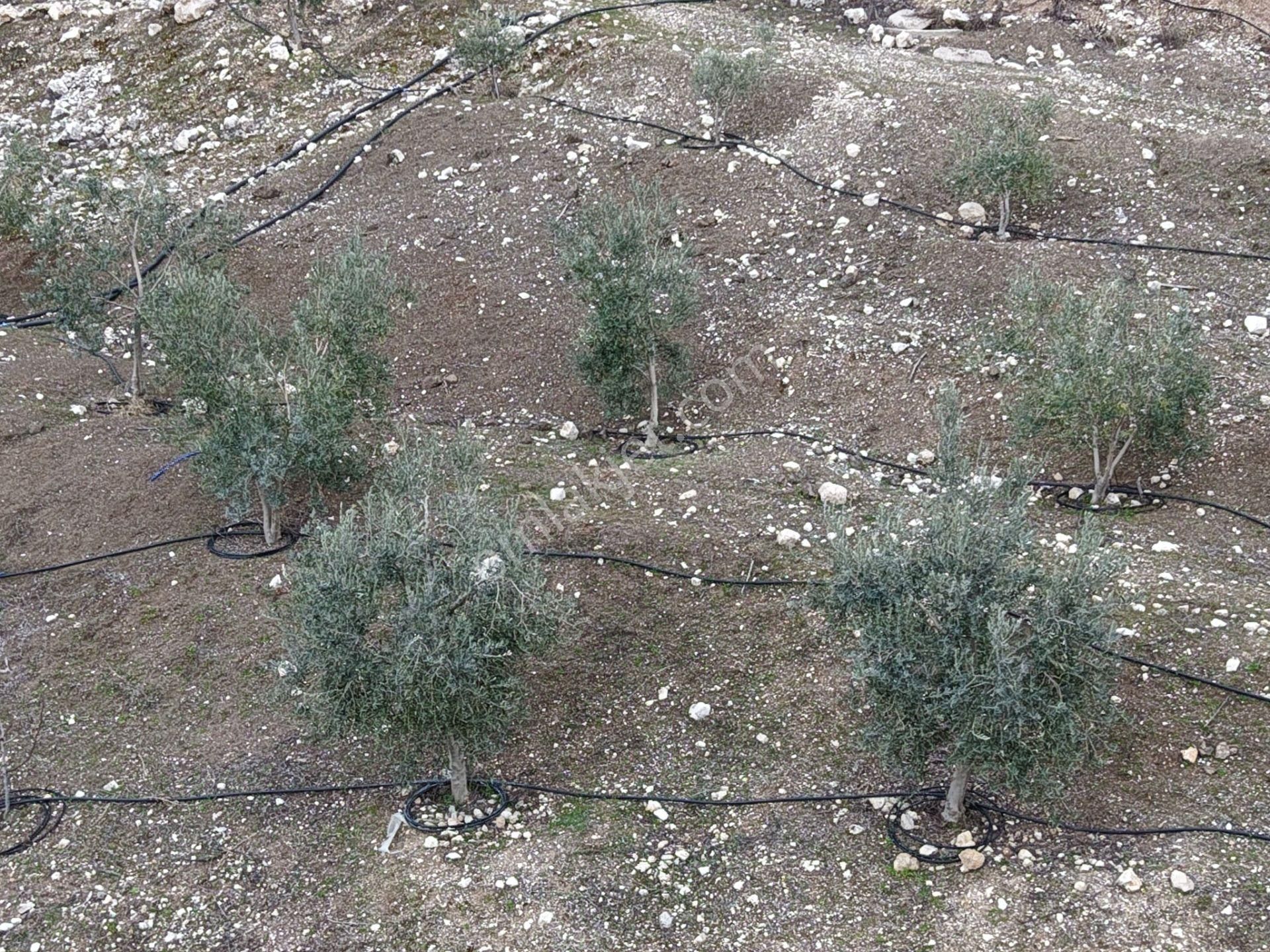 Bmk Emlakdan Antalya Kumluca Güzörende Satılık Zeytin Bahçesi - Görsel 4