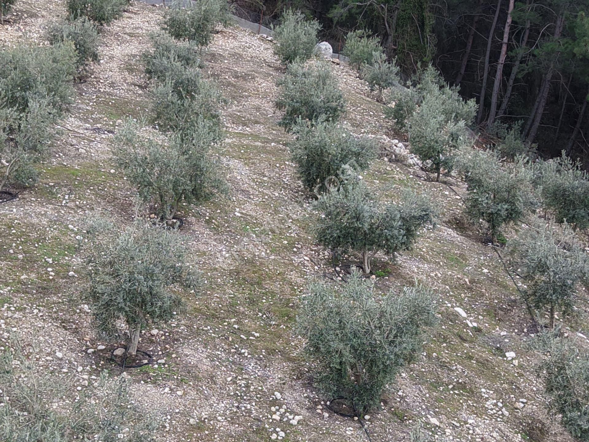 Bmk Emlakdan Antalya Kumluca Güzörende Satılık Zeytin Bahçesi - Görsel 3