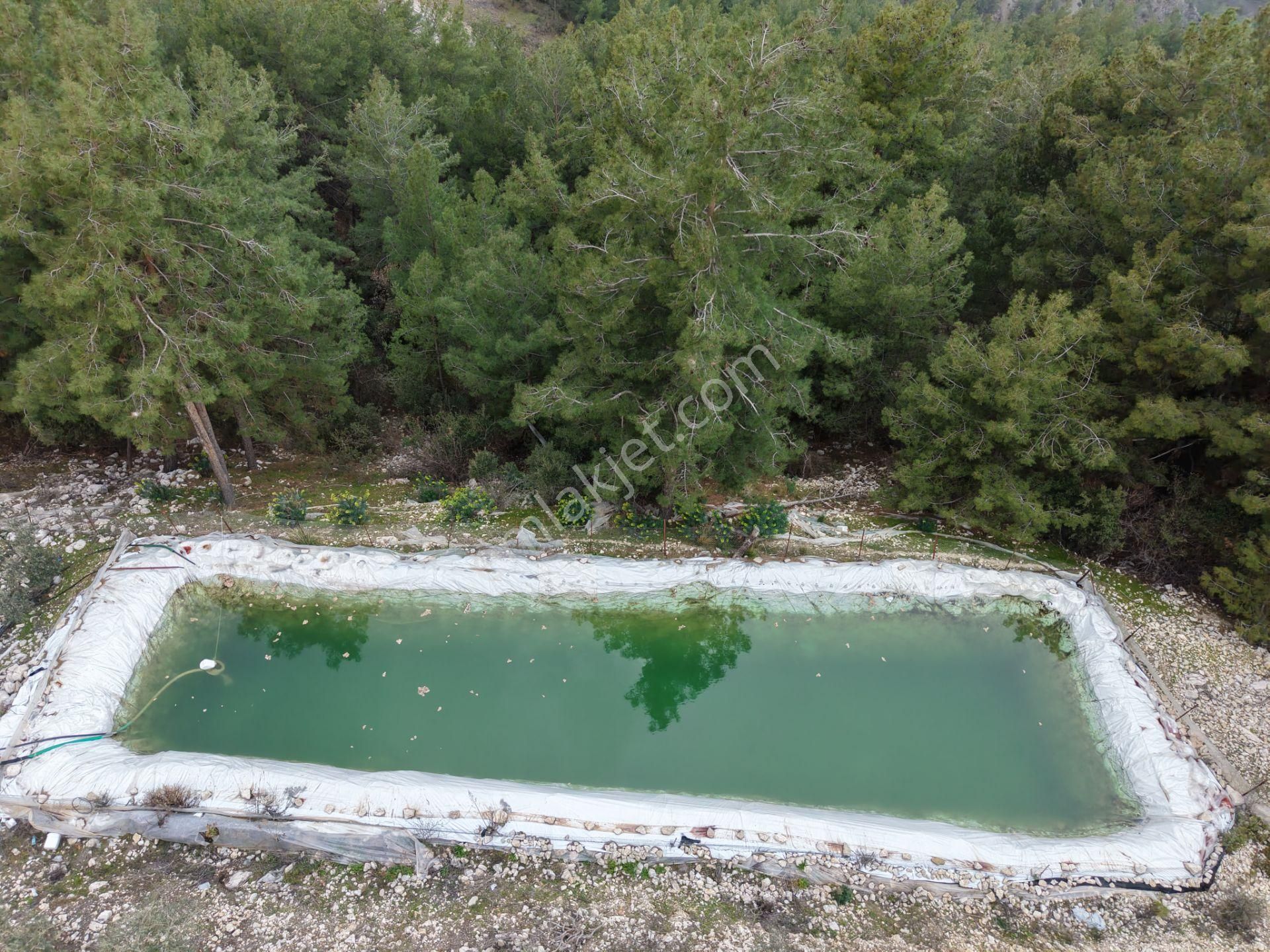 Bmk Emlakdan Antalya Kumluca Güzörende Satılık Zeytin Bahçesi - Görsel 11