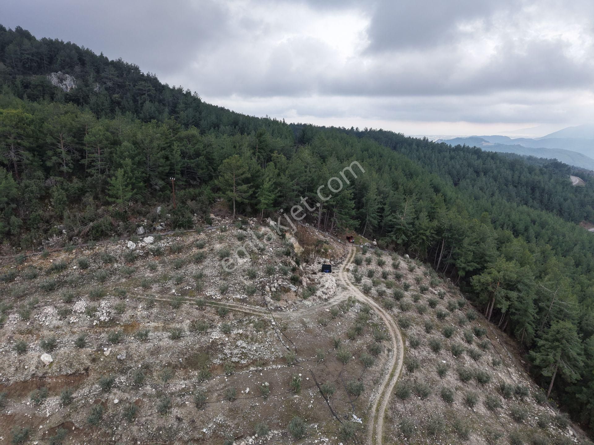 Bmk Emlakdan Antalya Kumluca Güzörende Satılık Zeytin Bahçesi - Görsel 13