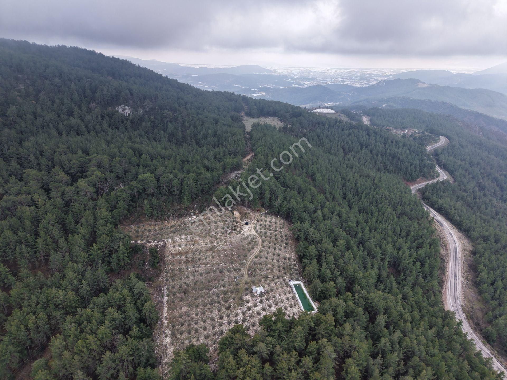 Bmk Emlakdan Antalya Kumluca Güzörende Satılık Zeytin Bahçesi - Görsel 23