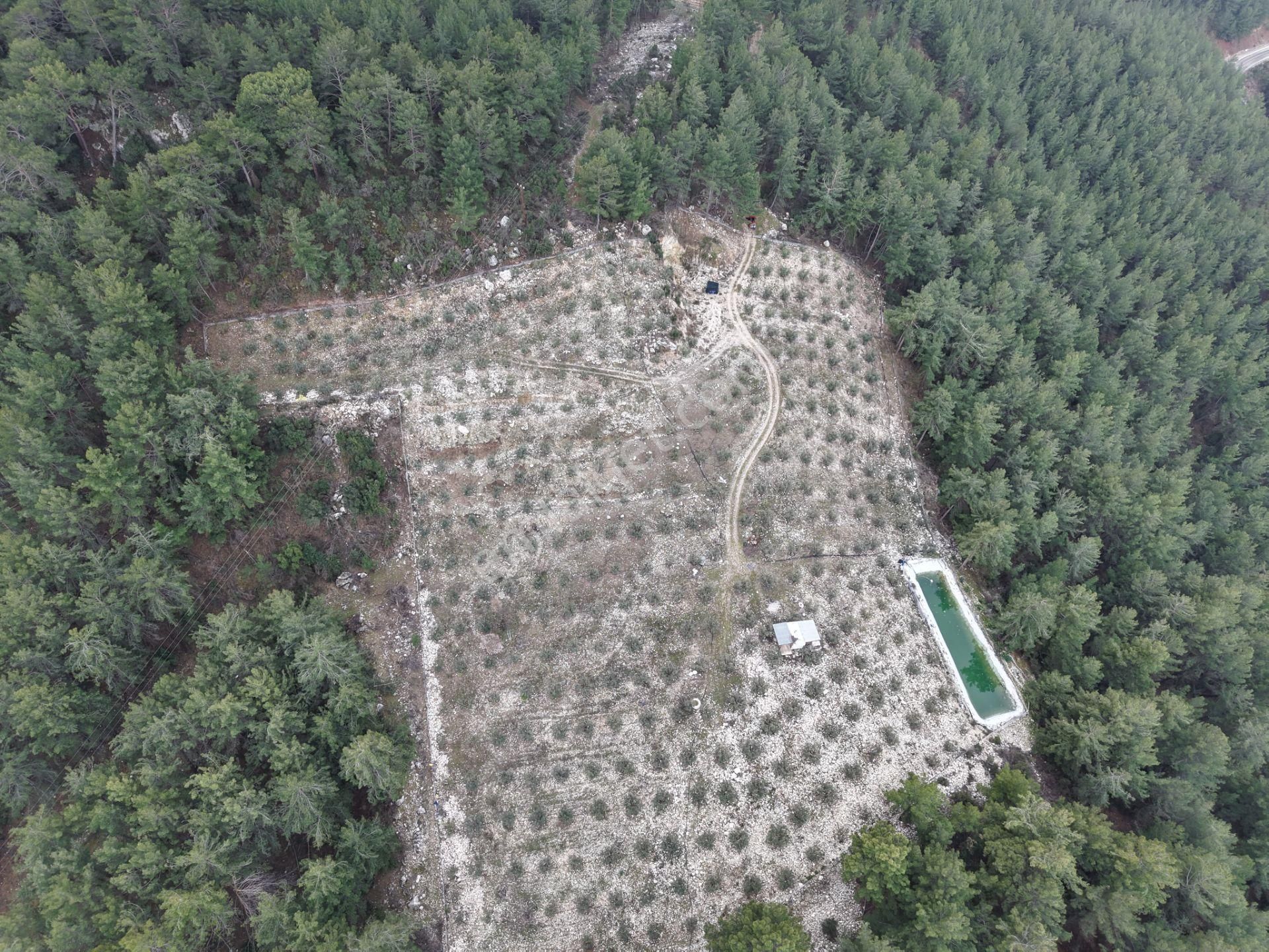 Bmk Emlakdan Antalya Kumluca Güzörende Satılık Zeytin Bahçesi - Görsel 19