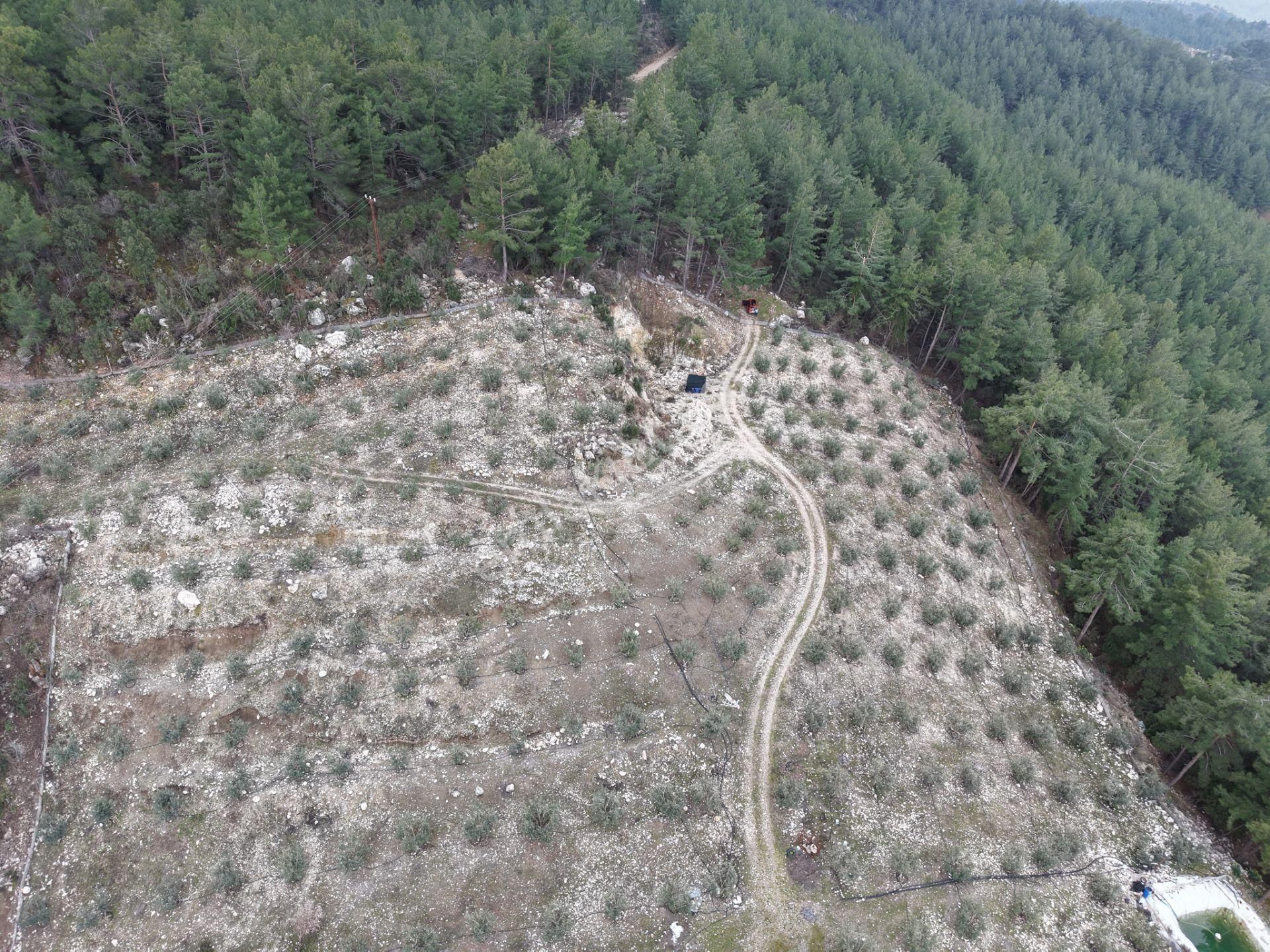 Bmk Emlakdan Antalya Kumluca Güzörende Satılık Zeytin Bahçesi - Görsel 14