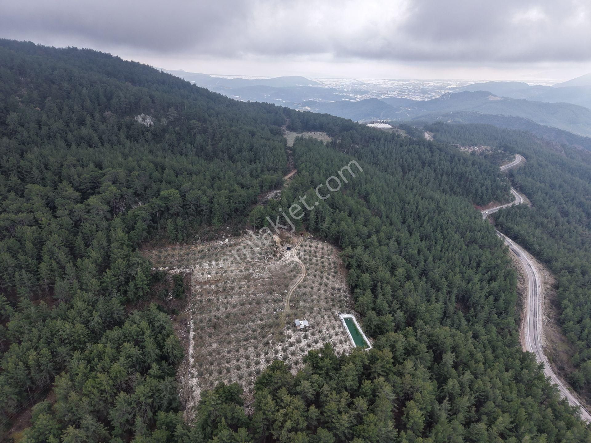 Bmk Emlakdan Antalya Kumluca Güzörende Satılık Zeytin Bahçesi - Görsel 24
