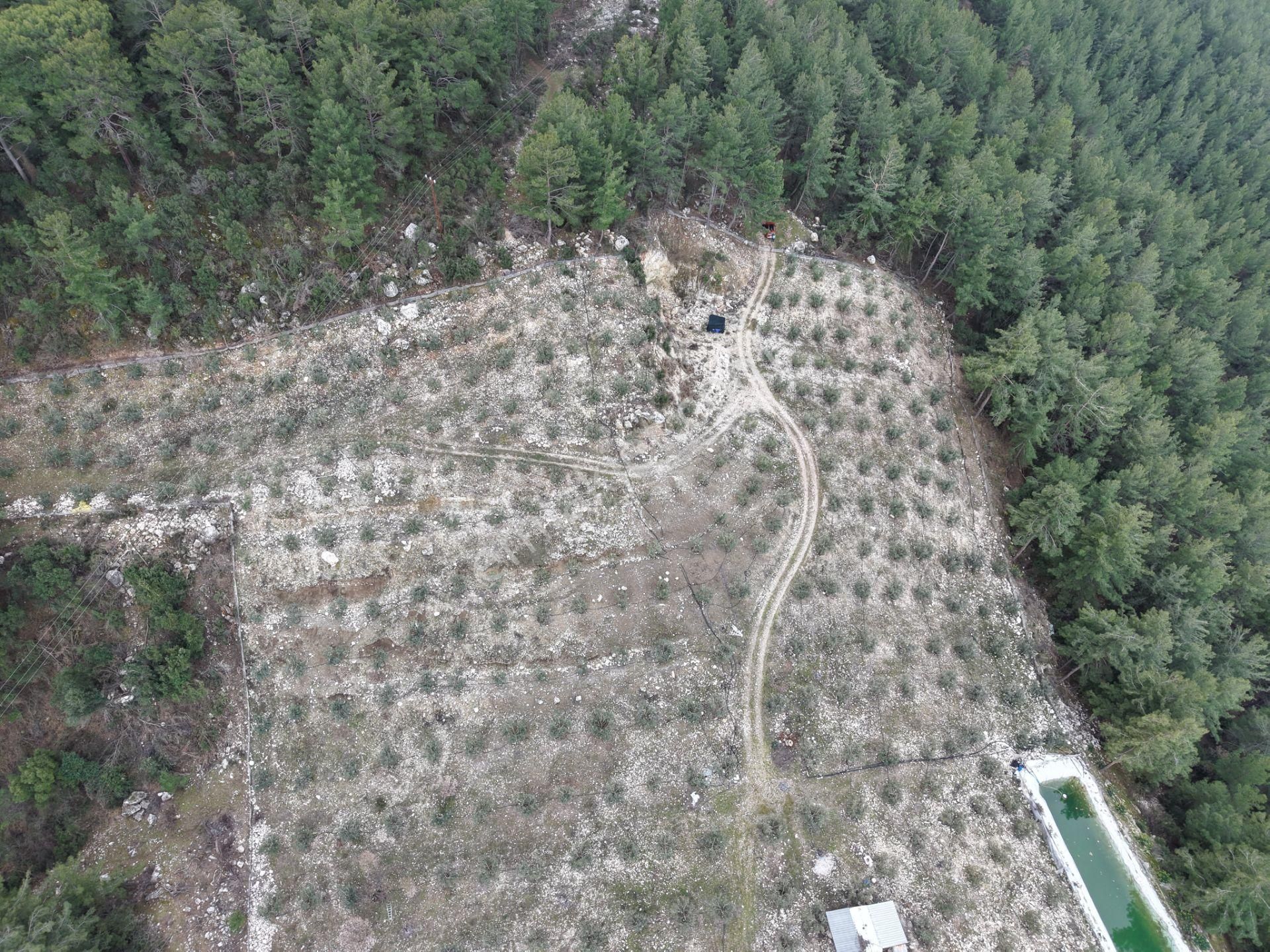 Bmk Emlakdan Antalya Kumluca Güzörende Satılık Zeytin Bahçesi - Görsel 17