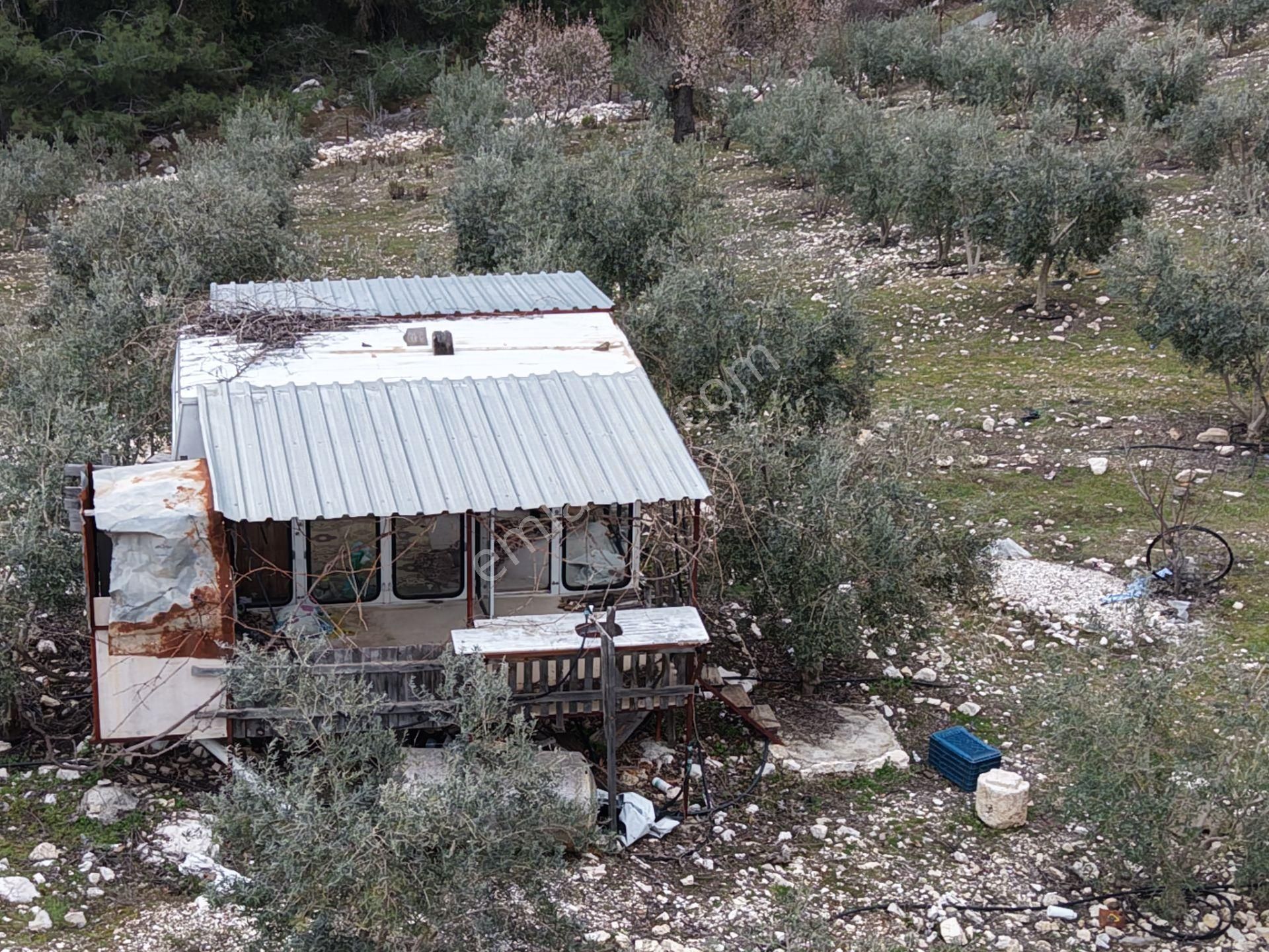 Bmk Emlakdan Antalya Kumluca Güzörende Satılık Zeytin Bahçesi - Görsel 9