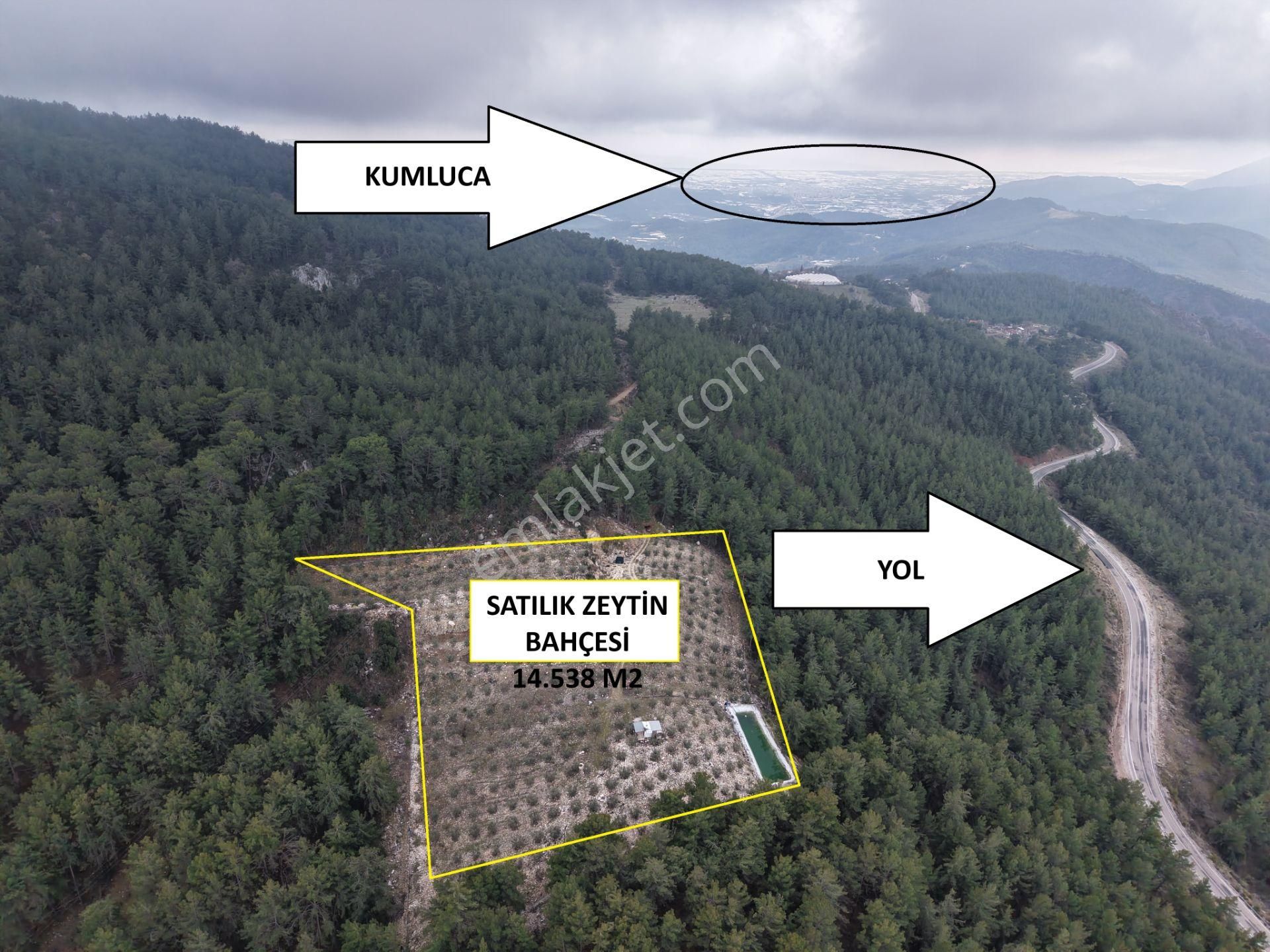 Kumluca Güzören Satılık Tarla Bmk Emlakdan Antalya Kumluca Güzörende Satılık Zeytin Bahçesi